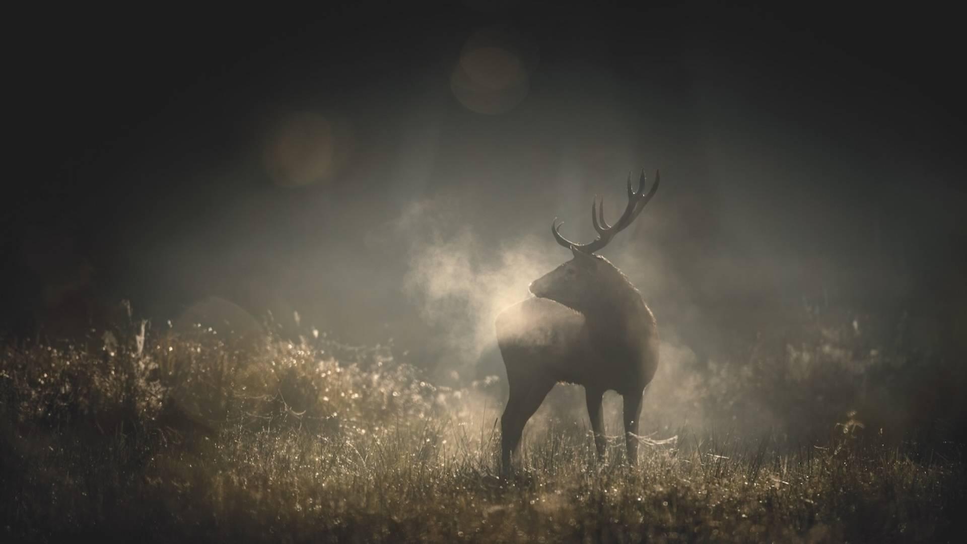 Preview Screening "Whispers in the Woods" photo
