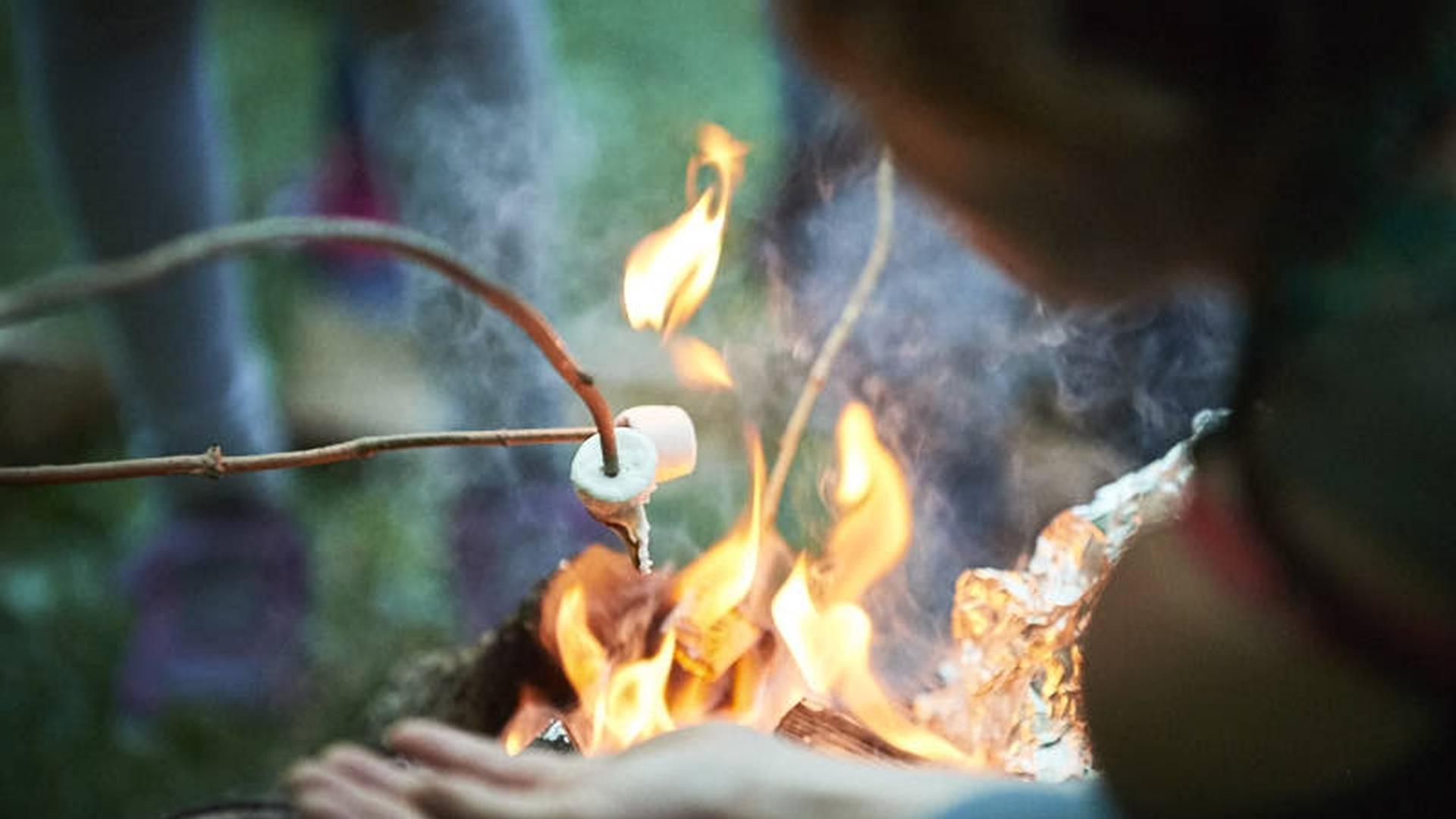 Family Forest School - wellbeing in nature sessions photo