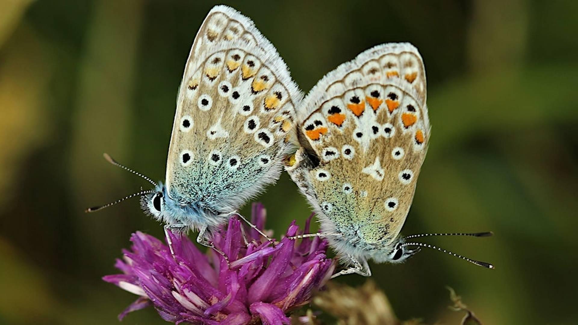 Pentwyn Bioblitz! photo