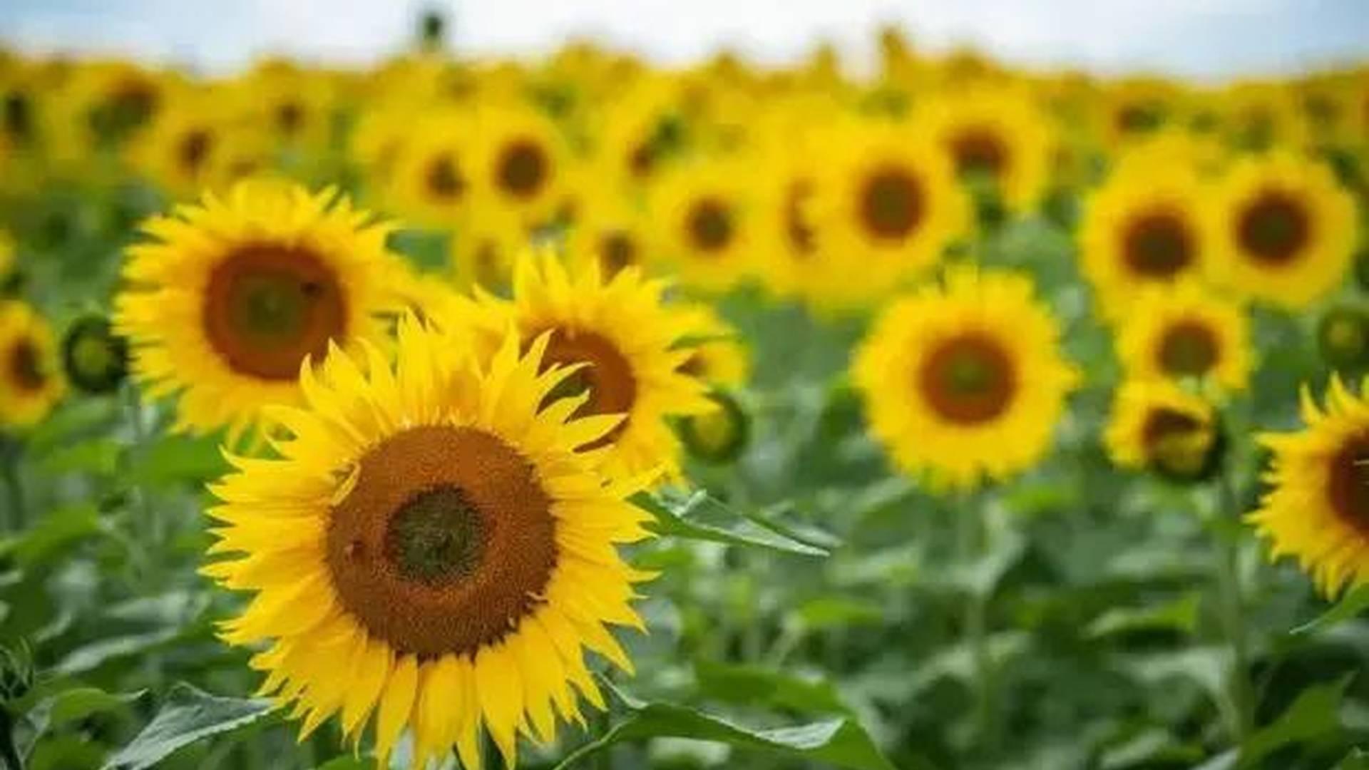 Whitefield Summer Club - Nature Hub photo