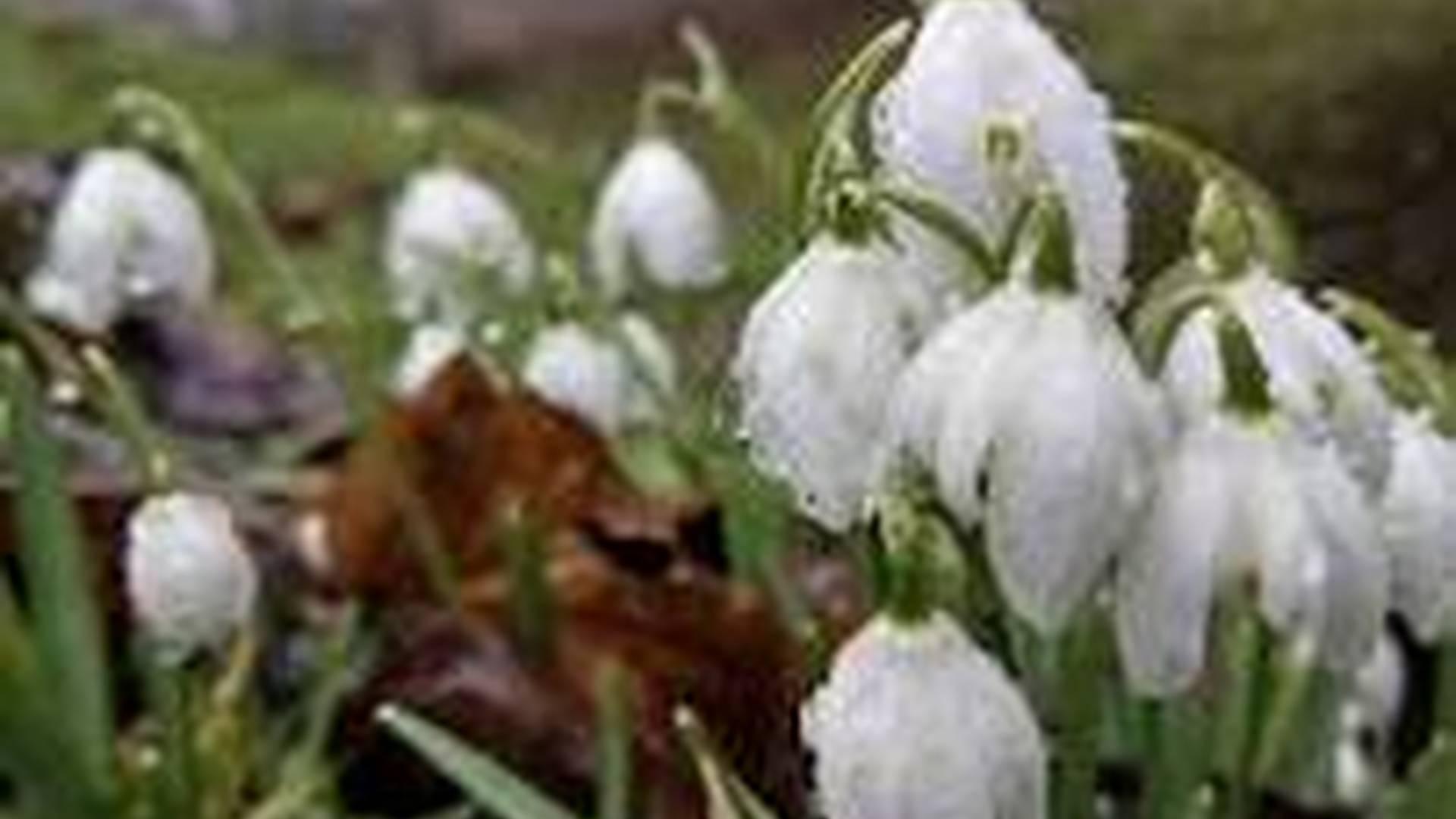 Snowdrop Walk photo