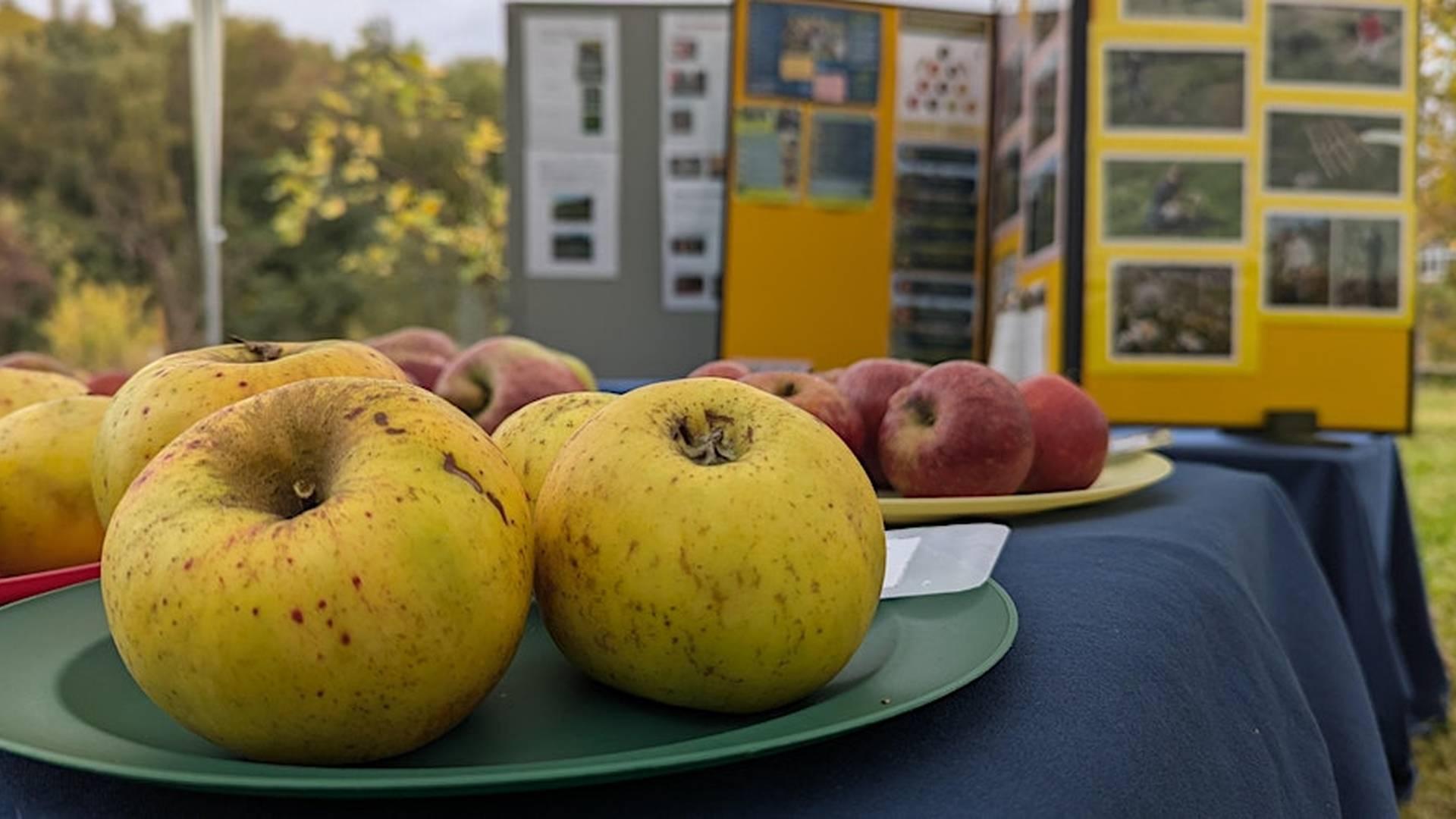 Kiveton Community Orchard Apple Day photo