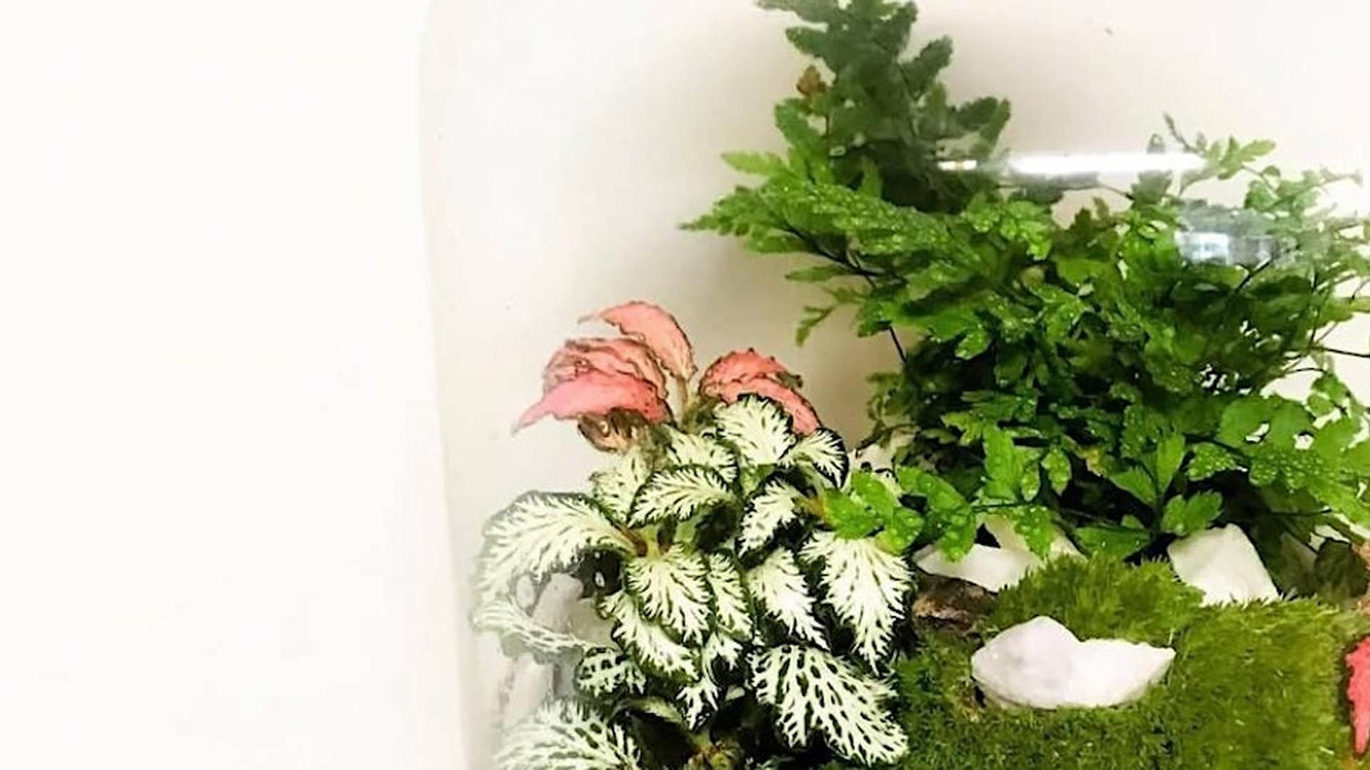 Corked Jar Terrarium Workshop photo