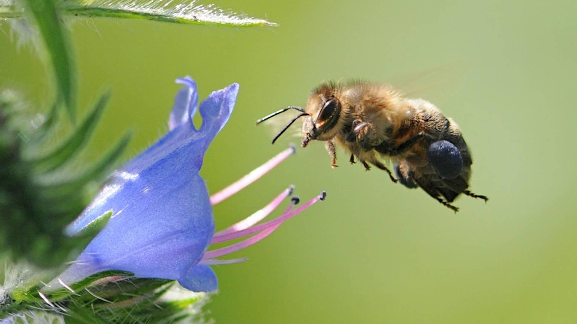 Responsible Beginners' Beekeeping photo