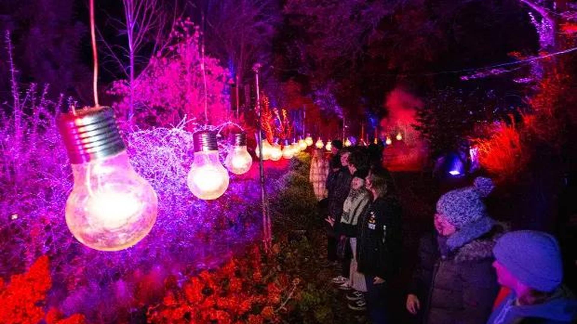 Light Up Sir Harold Hillier Gardens photo