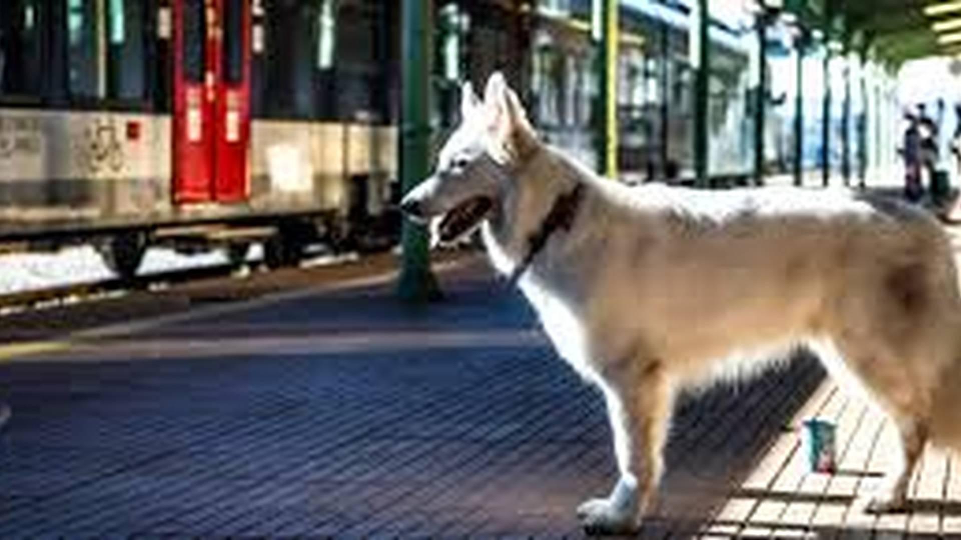 Screening "The Dog Who Travelled By Train 2" as part of KINOTEKA photo