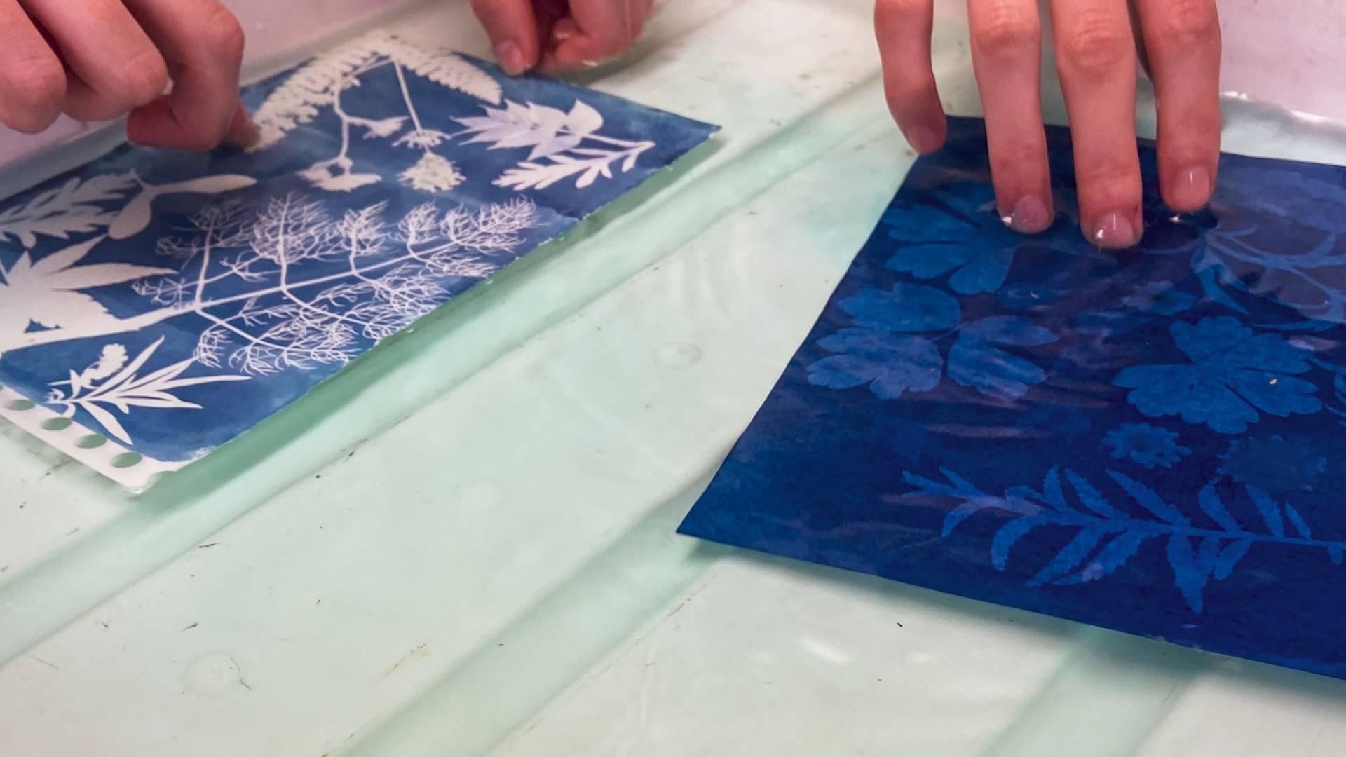 Garden Cyanotpyes: Family Print Session photo