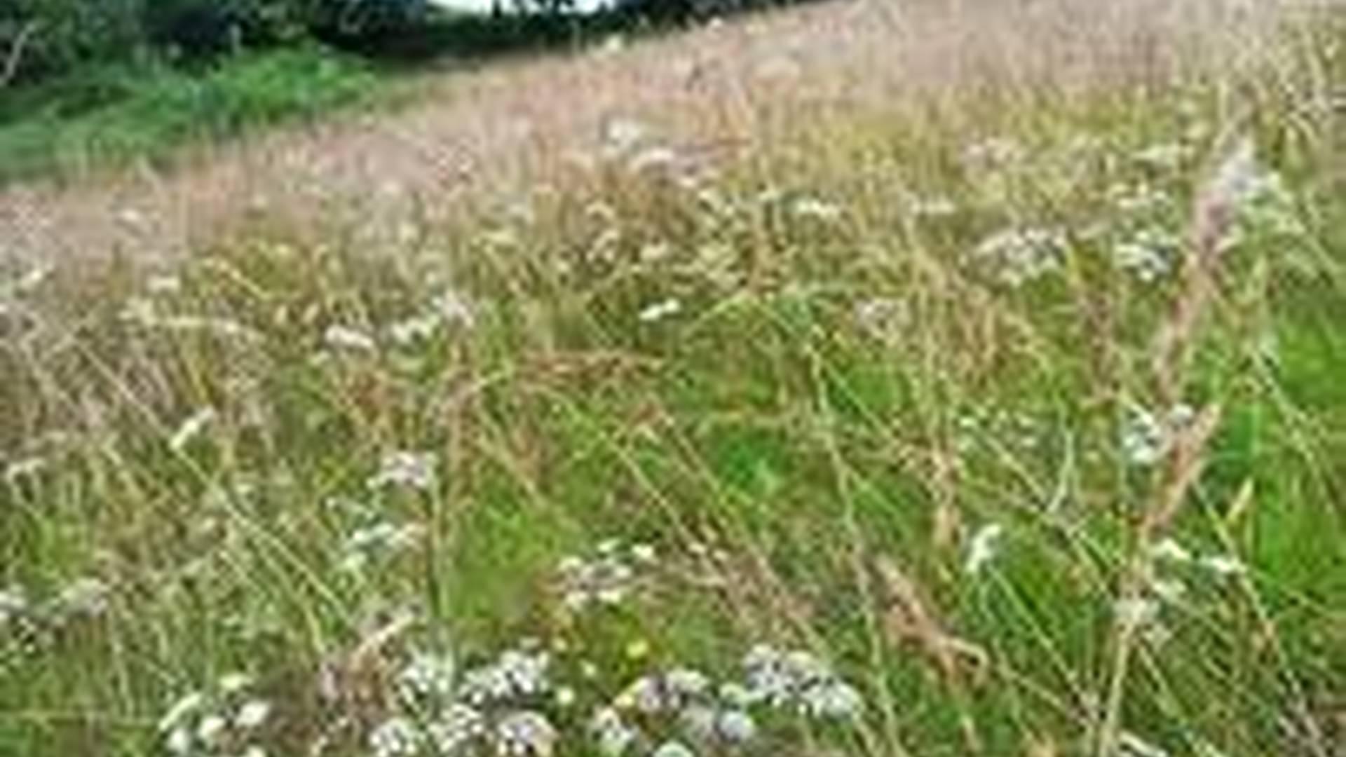 Citizen Science - Caewathan Community Meadow photo