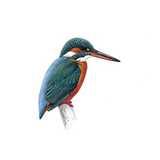 Kingfishers Swim School logo