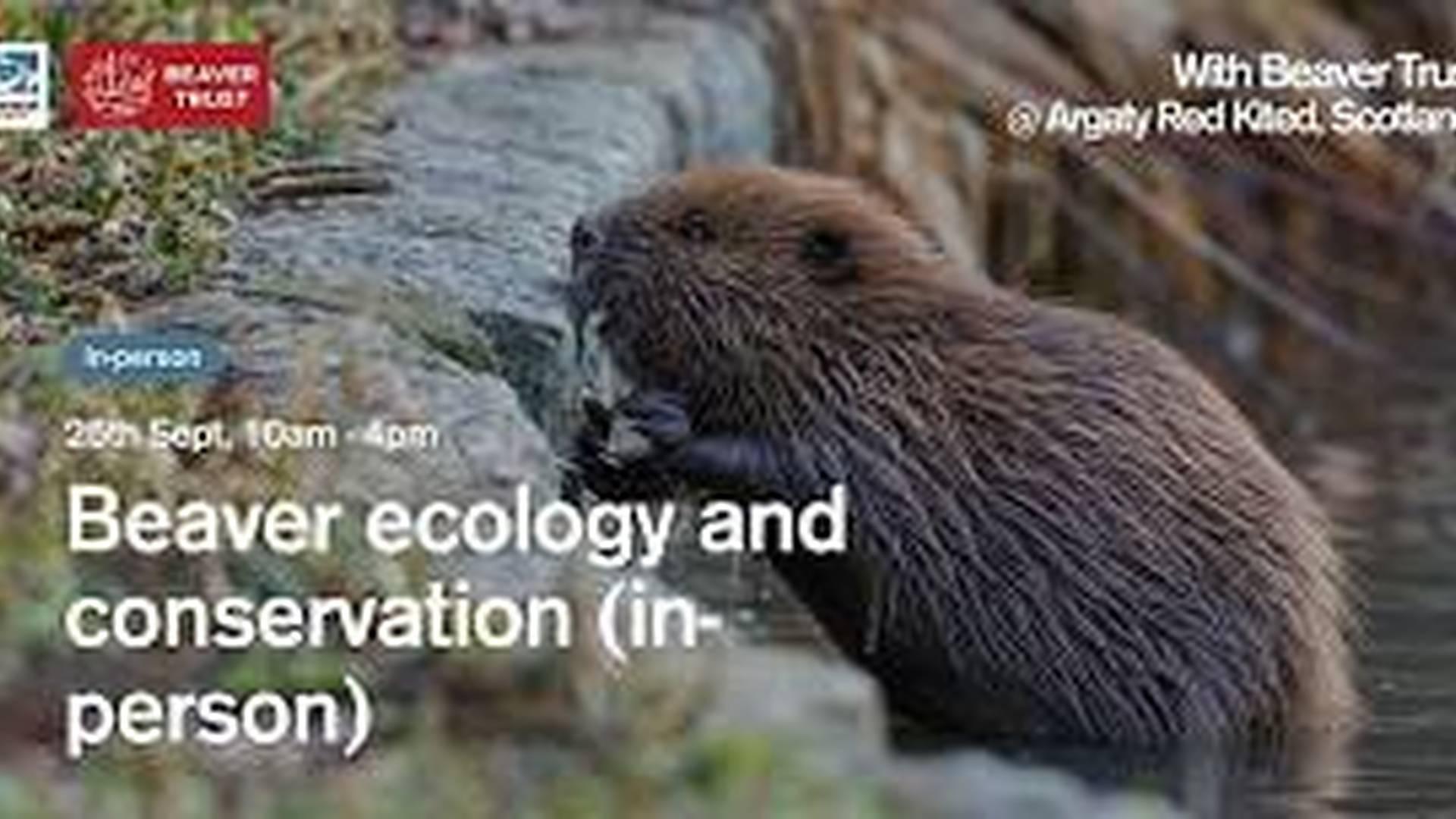 Beaver Ecology and Conservation (in-person) photo