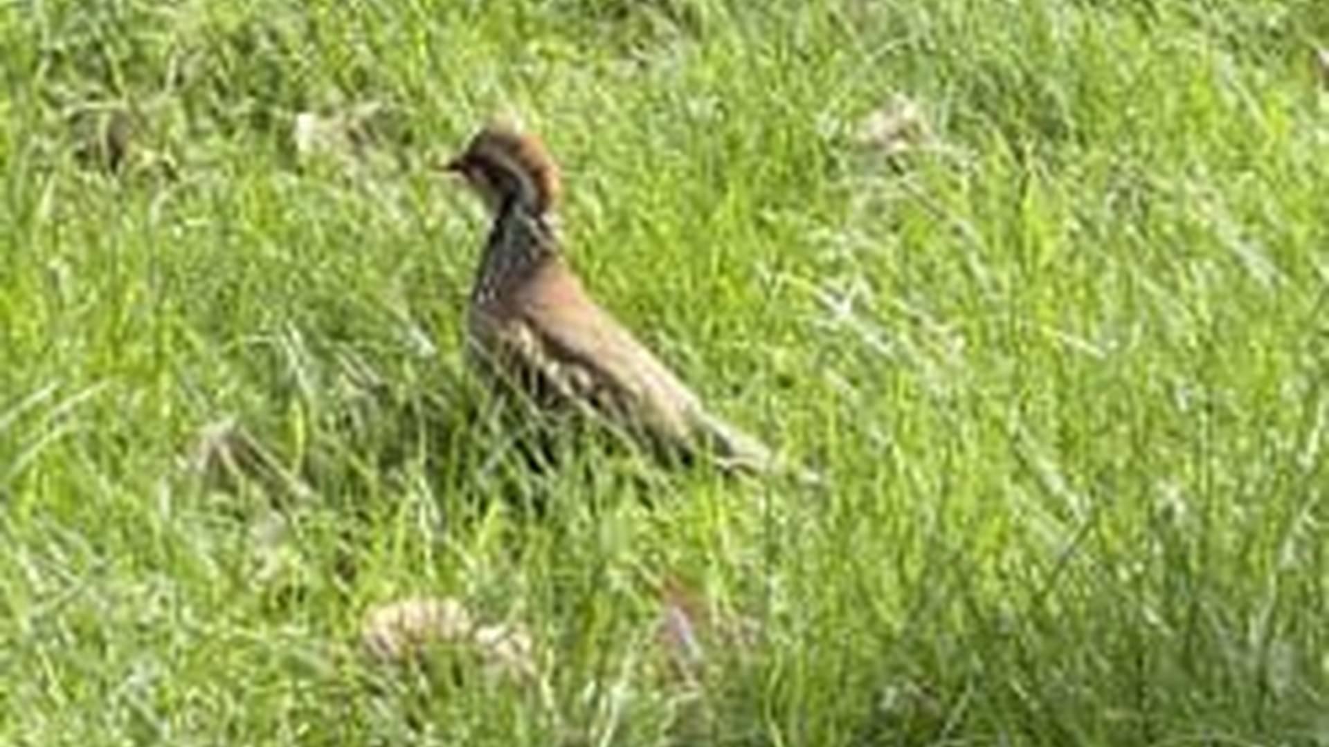 Dawn Chorus Guided Bird Walk At Wrest Park photo