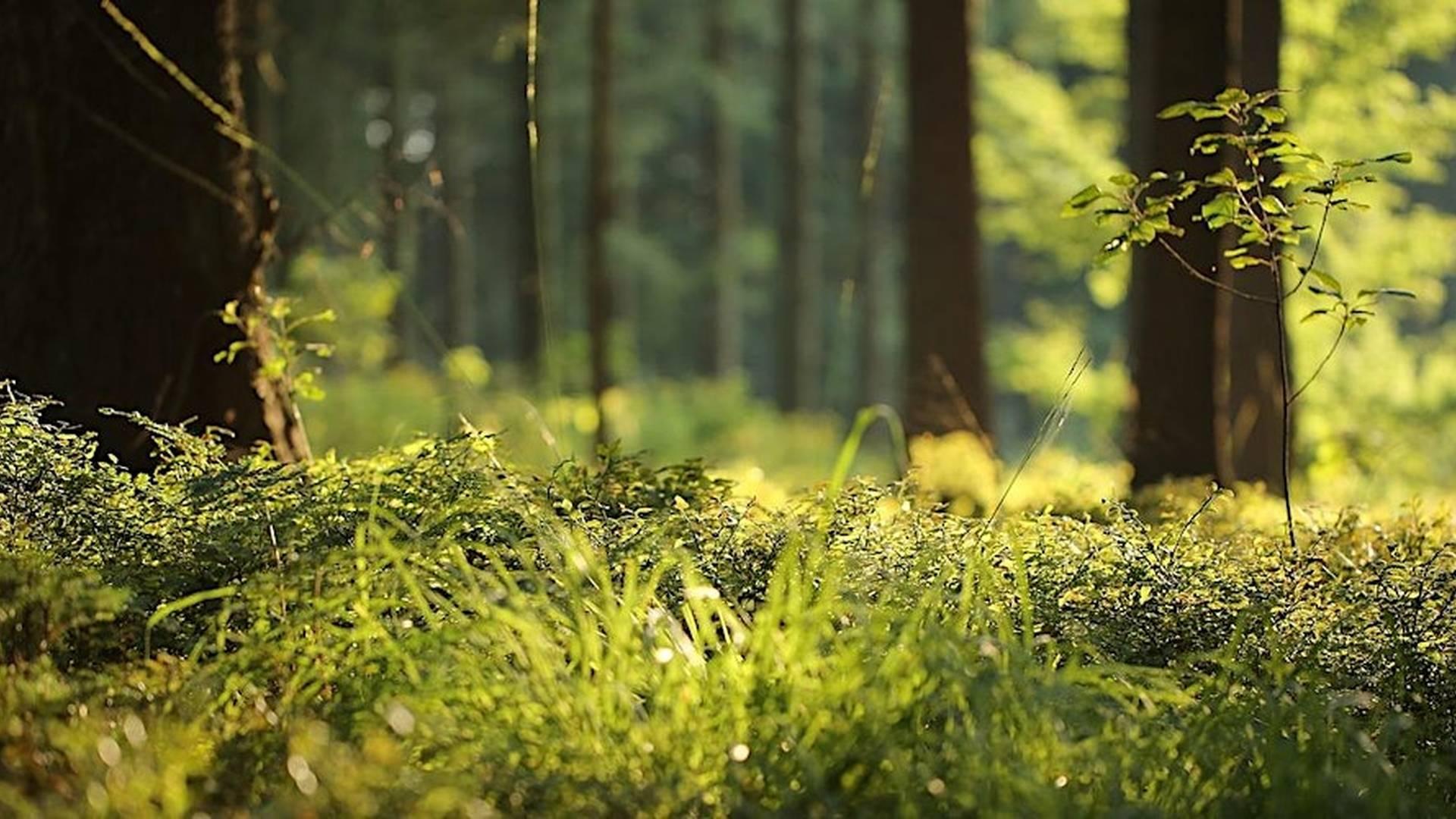Forest Bathing+ An Introduction at NT Leith Hill, Surrey: Sunday 16th Nov photo
