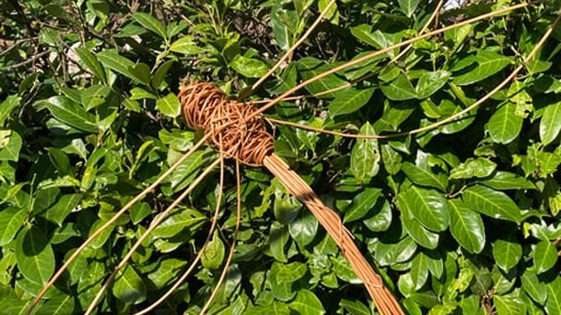 Willow Weaving At Marble Hill photo