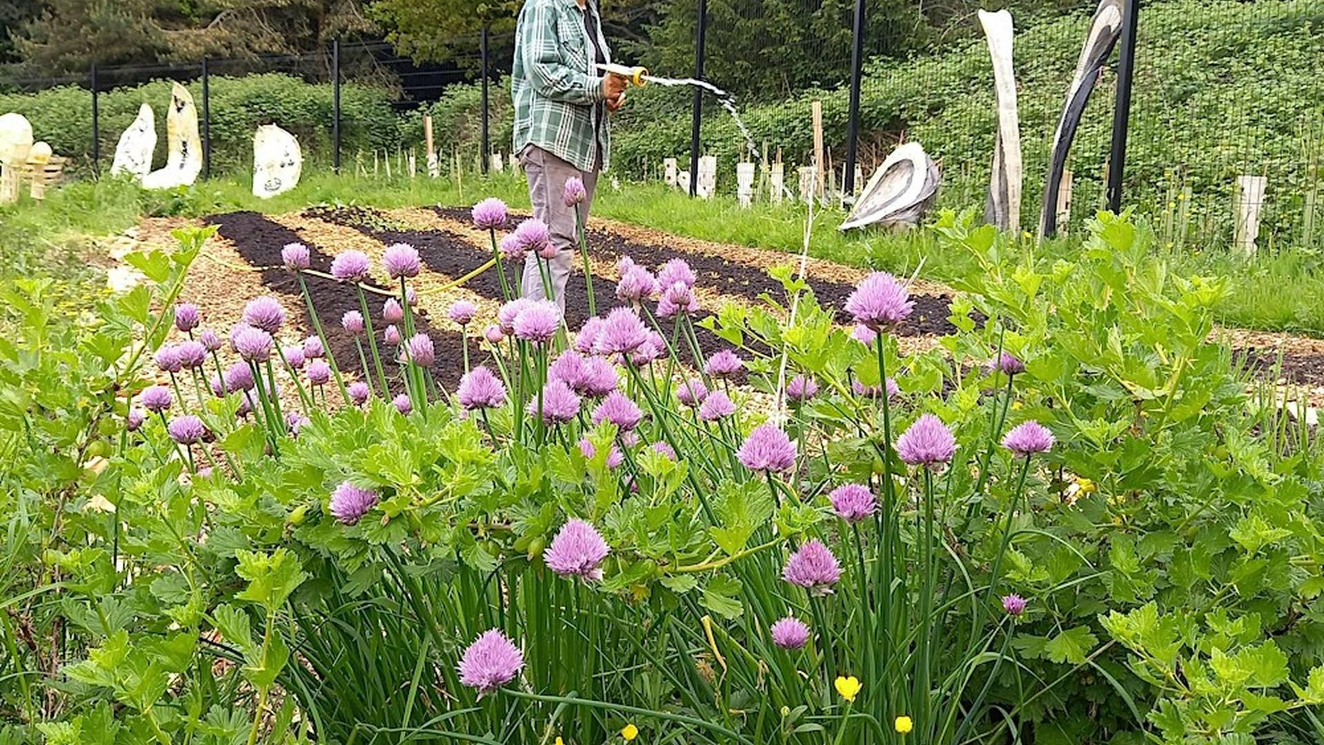Behind the Scenes: Regenerative Urban Farming at Northern Roots photo