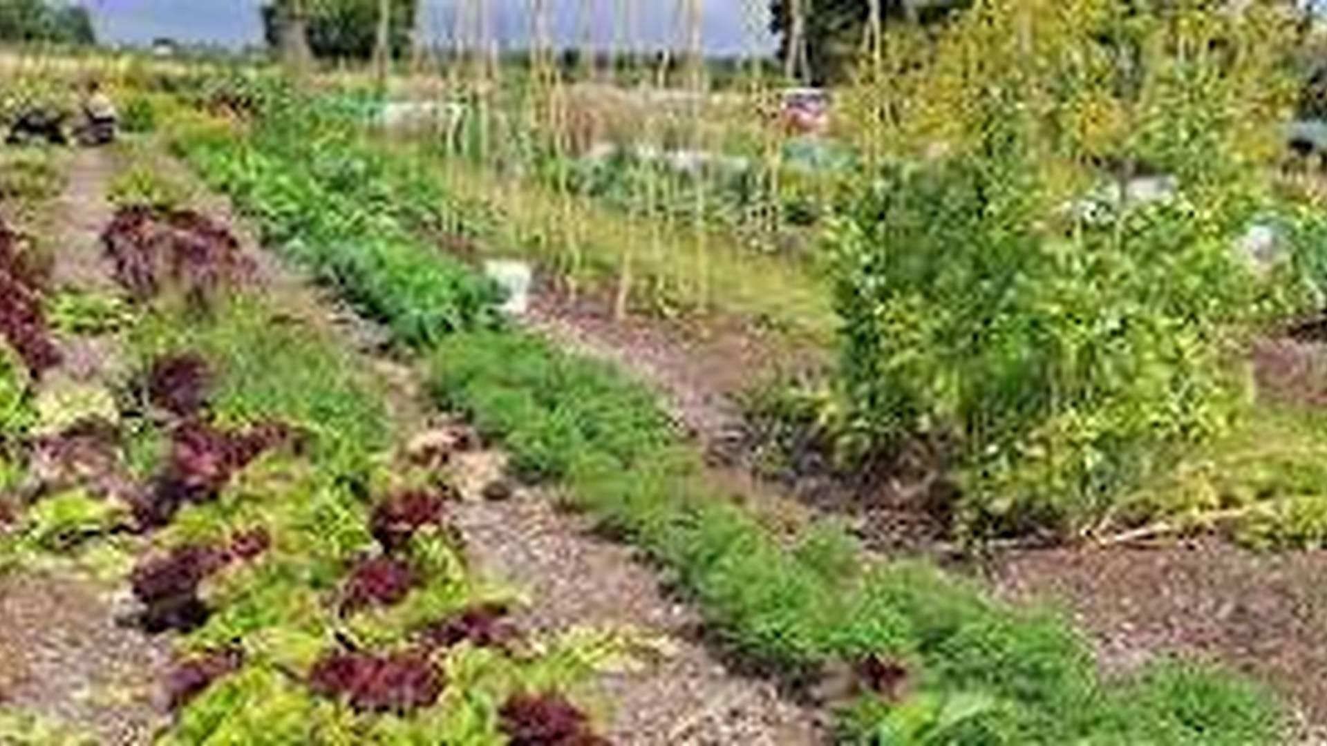 Green Shoots Children's Gardening Club photo