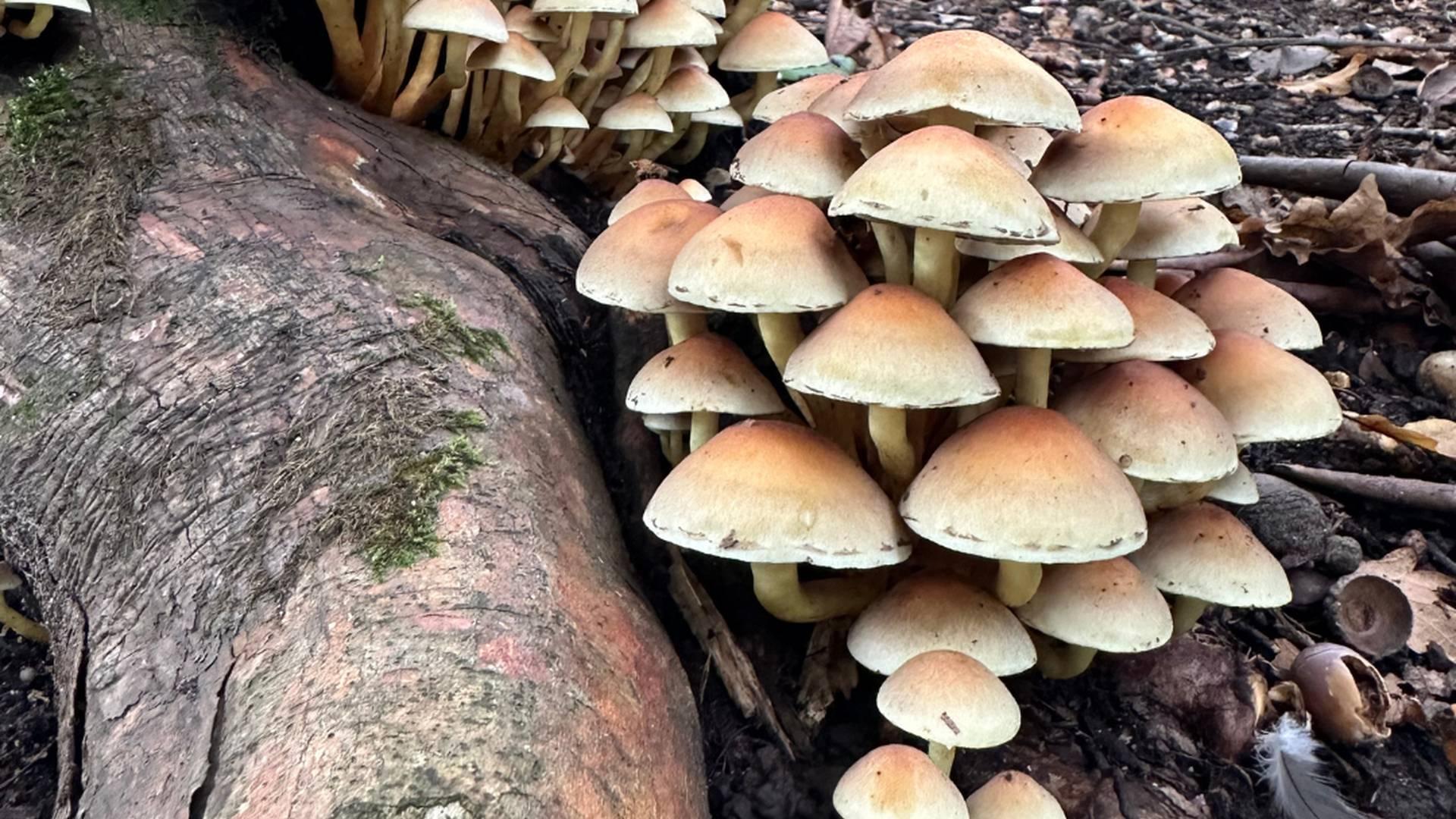 Autumn Fungi Walks photo