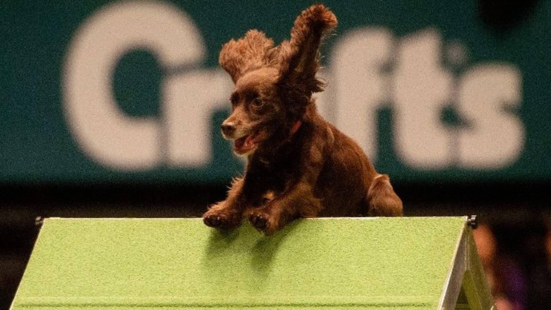 Crufts photo