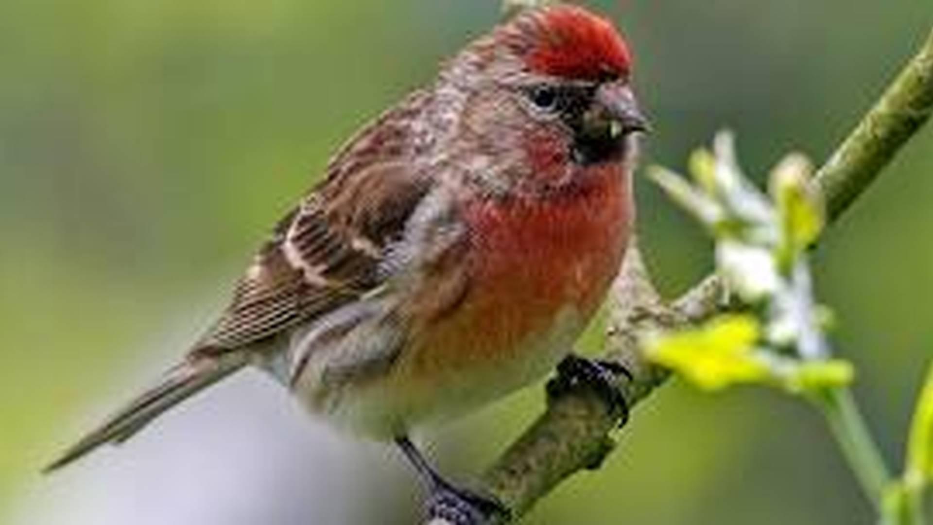 Food for the Birds Family Activity photo