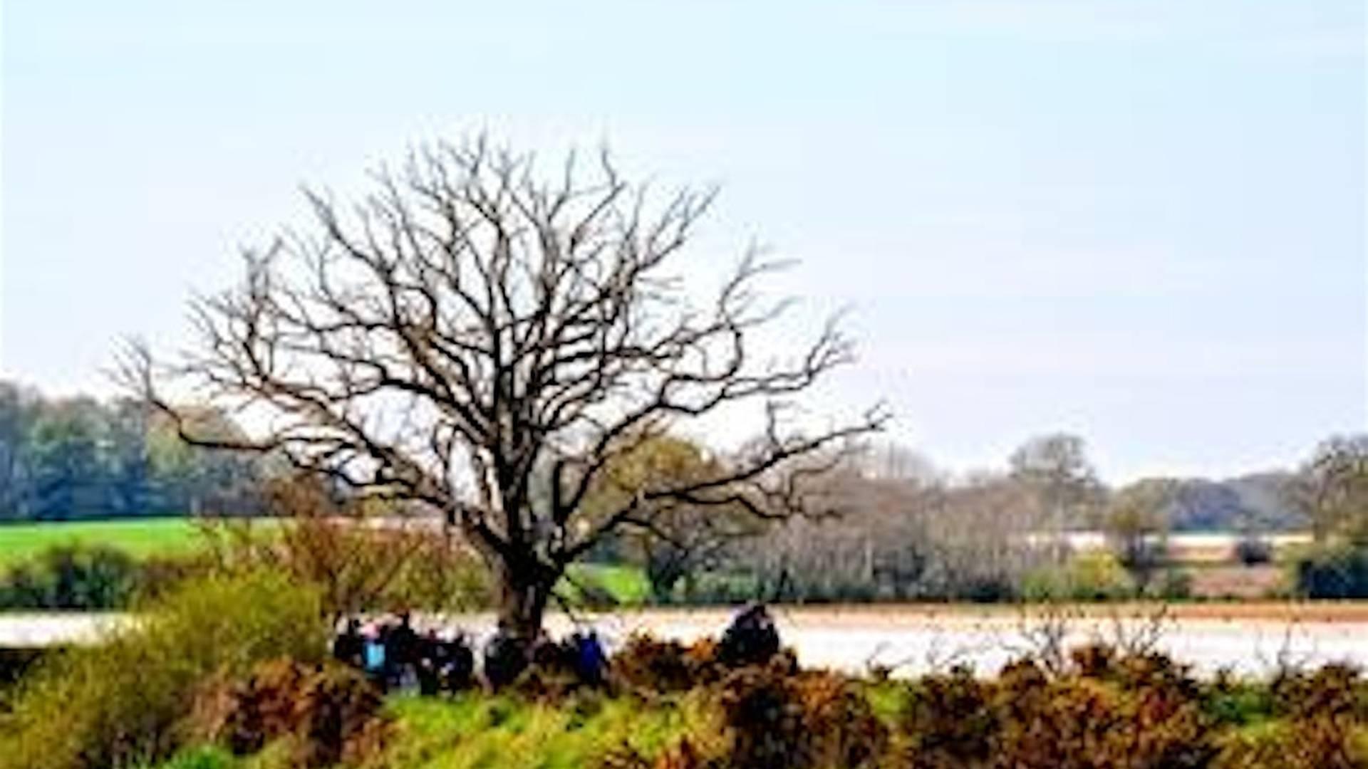 Winter walk at Martlesham Wilds Nature Reserve. WG52896 photo