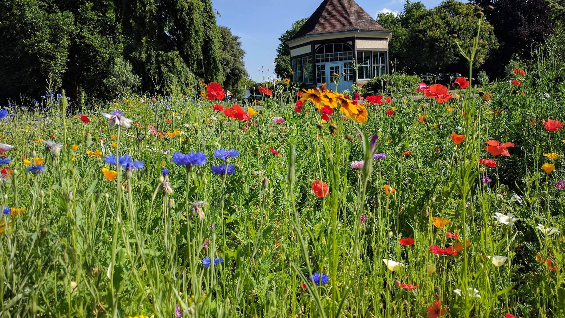 Myatt's Fields Park photo