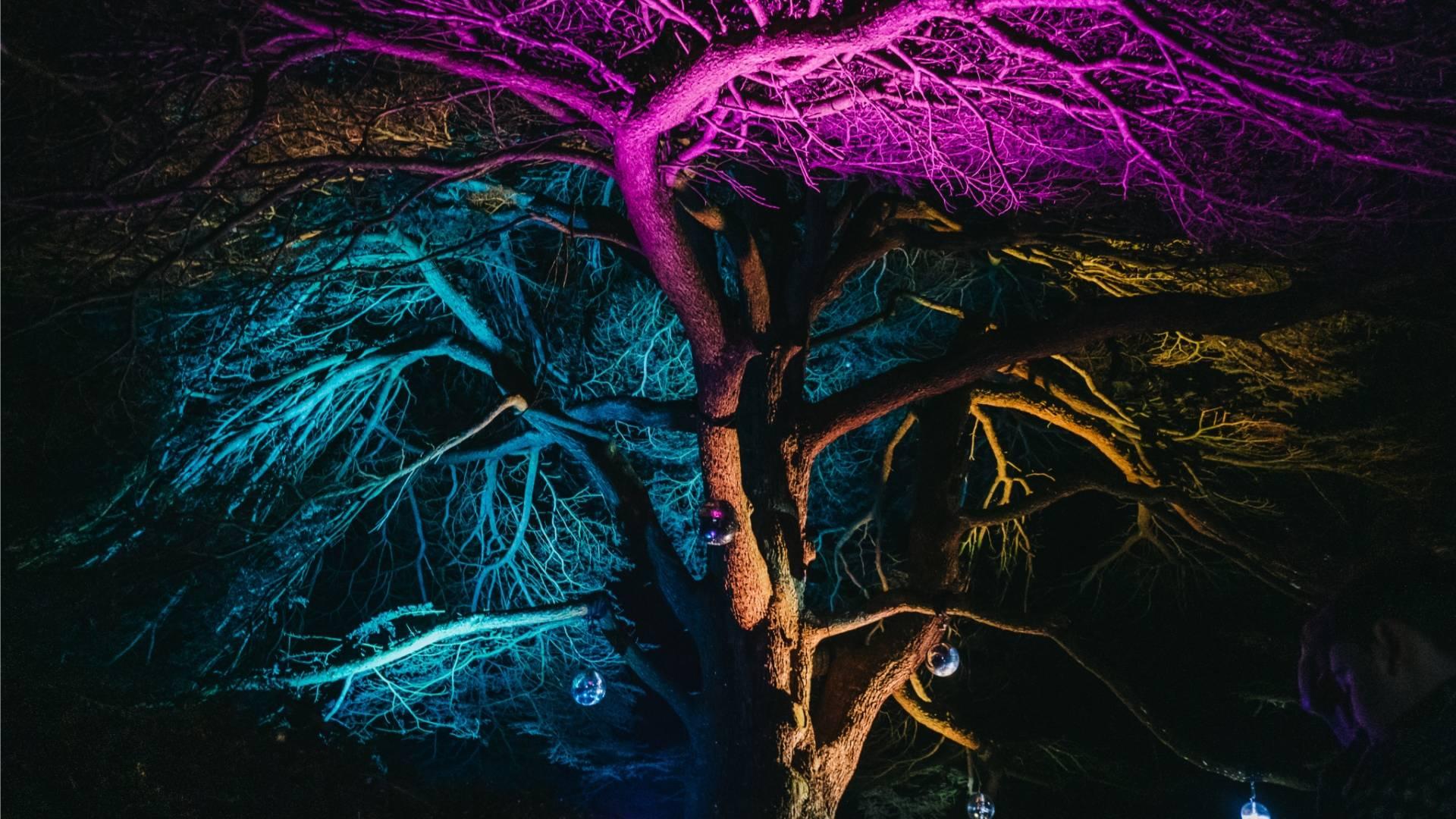 Stockwood Illuminated 2026 photo