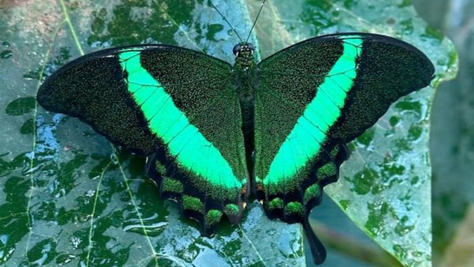 London Butterfly Gardens at Hall Place photo