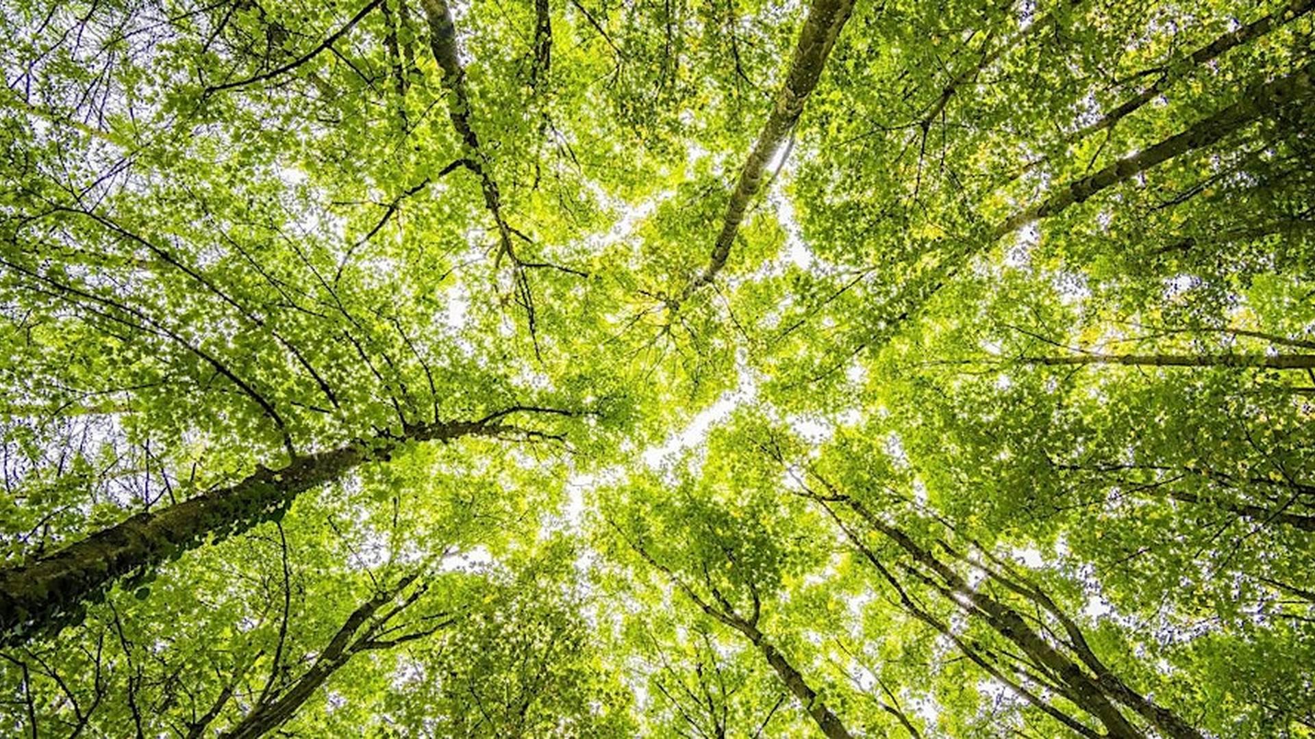 Forest Bathing at Clowes Wood, Solihull (2024) photo