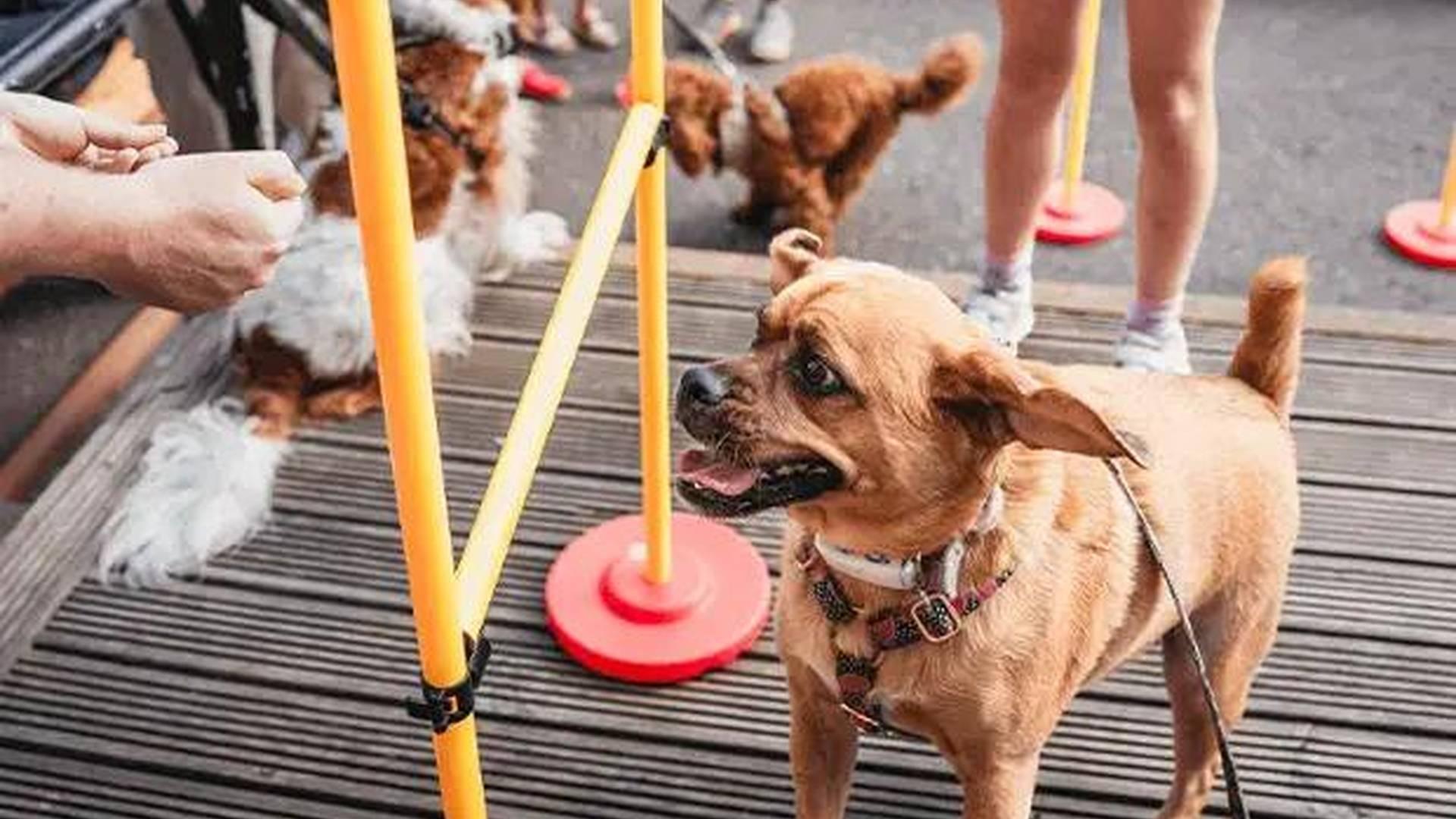 Pooches & Pints Dog Show photo