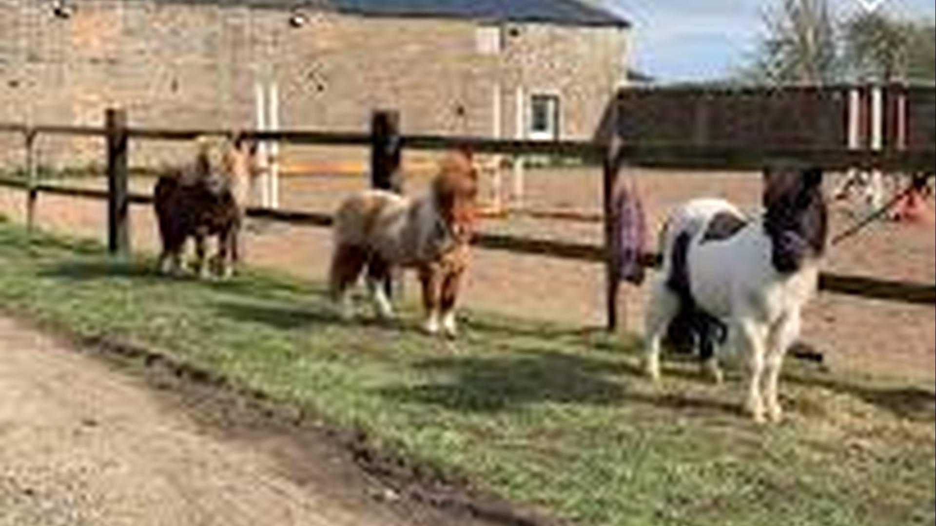 Summer pony Day Camp photo