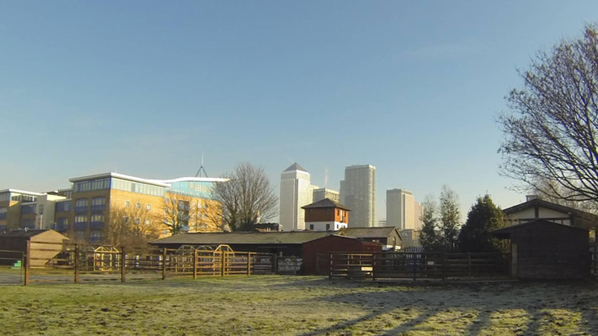 Surrey Docks Farm photo