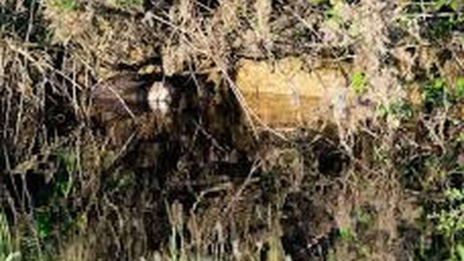 Dawn Beaver Safari photo