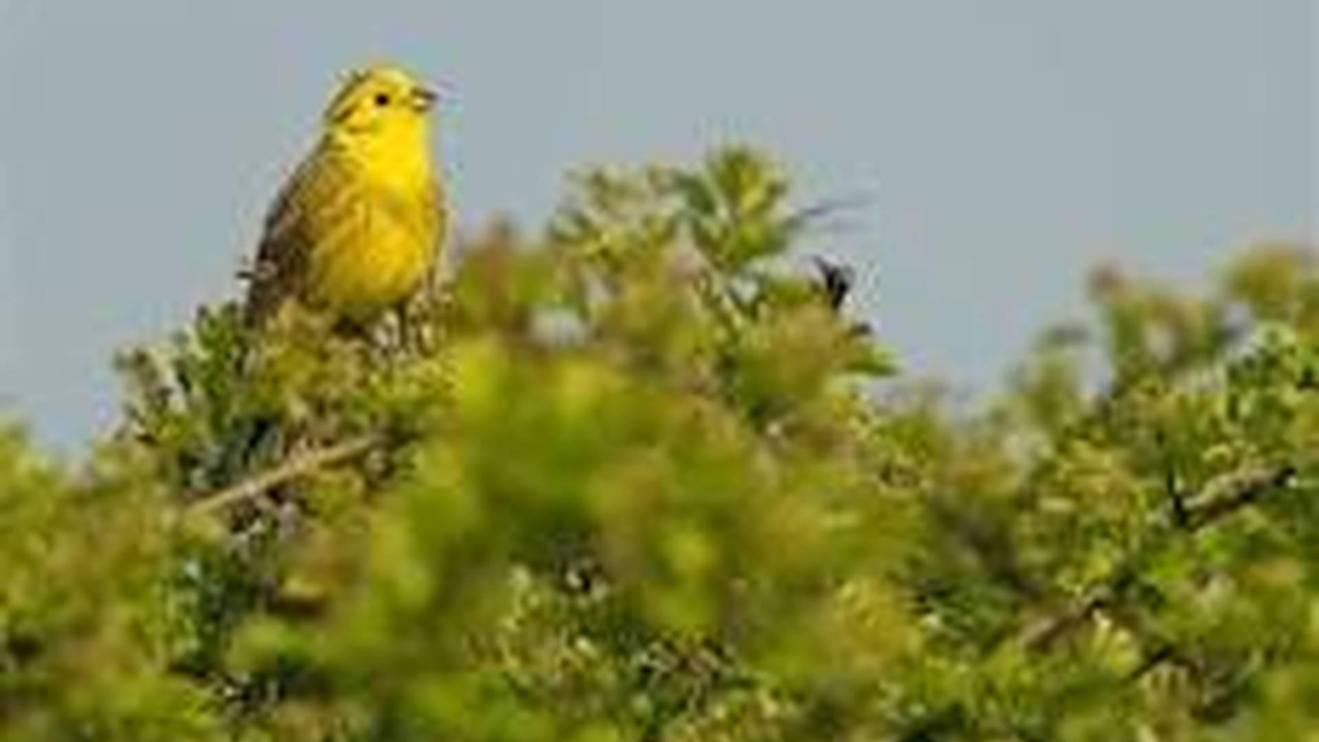 Home education activity - birds photo