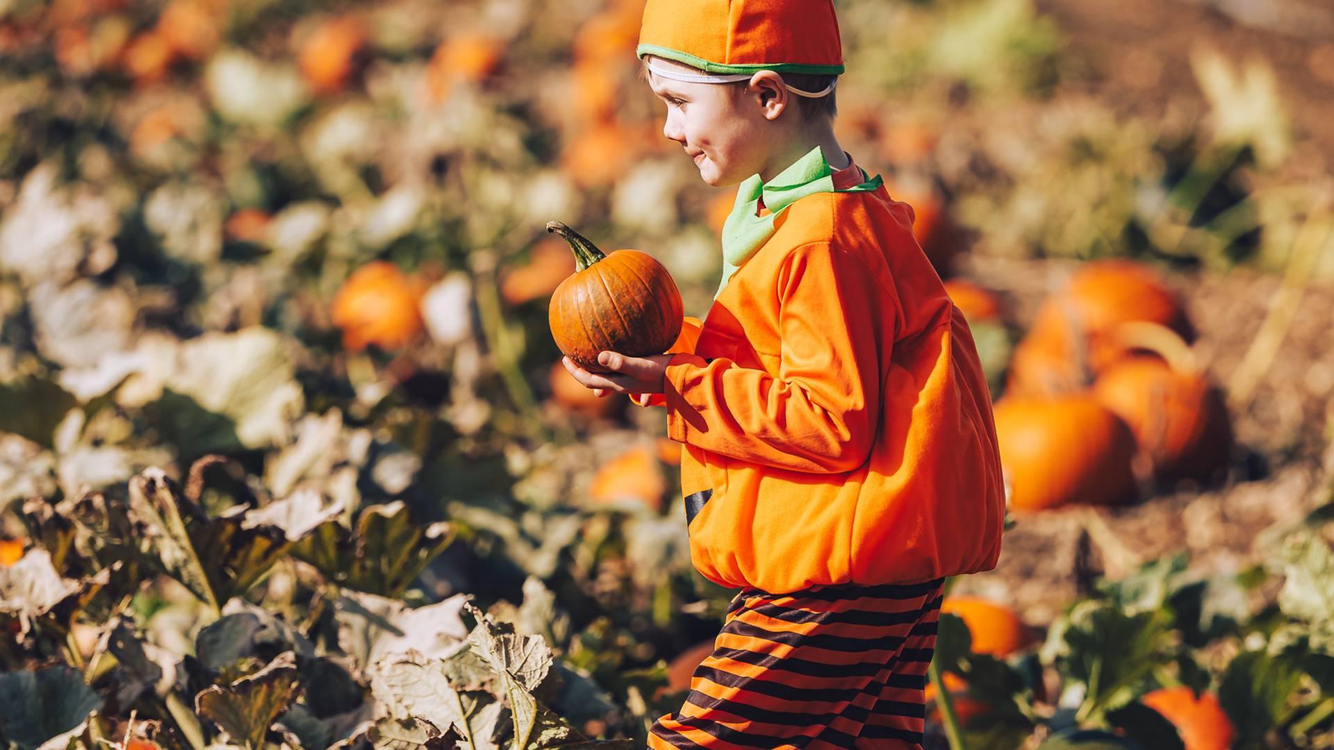 Pumpkin Patch photo