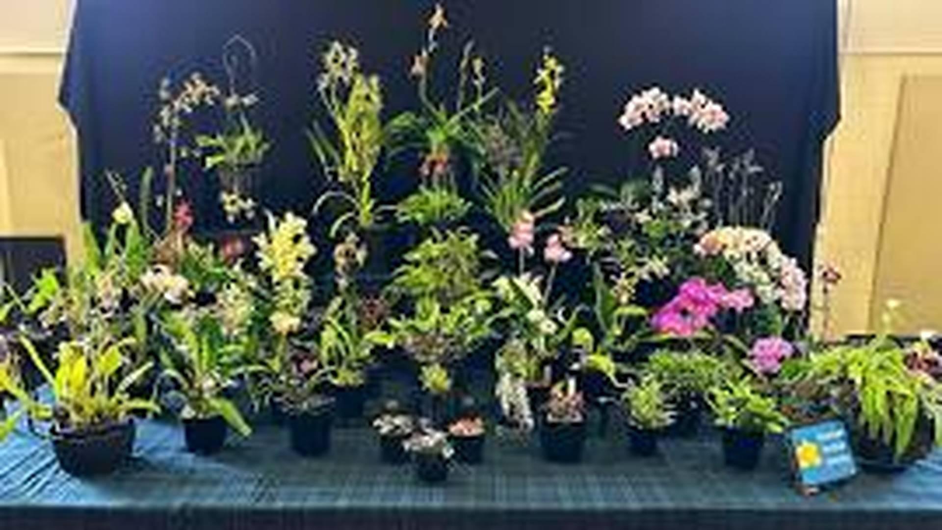 Durham Orchid Show & Craft Fair (Displaying) photo