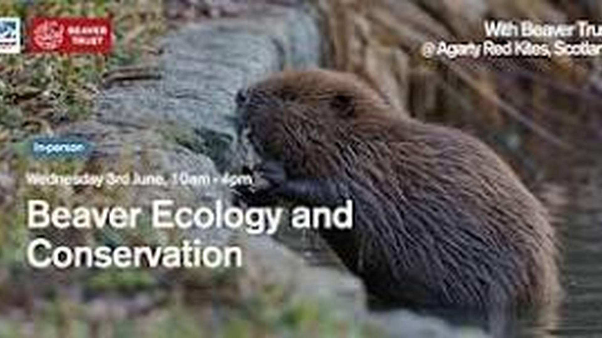 Beaver Ecology and Conservation (in-person) photo