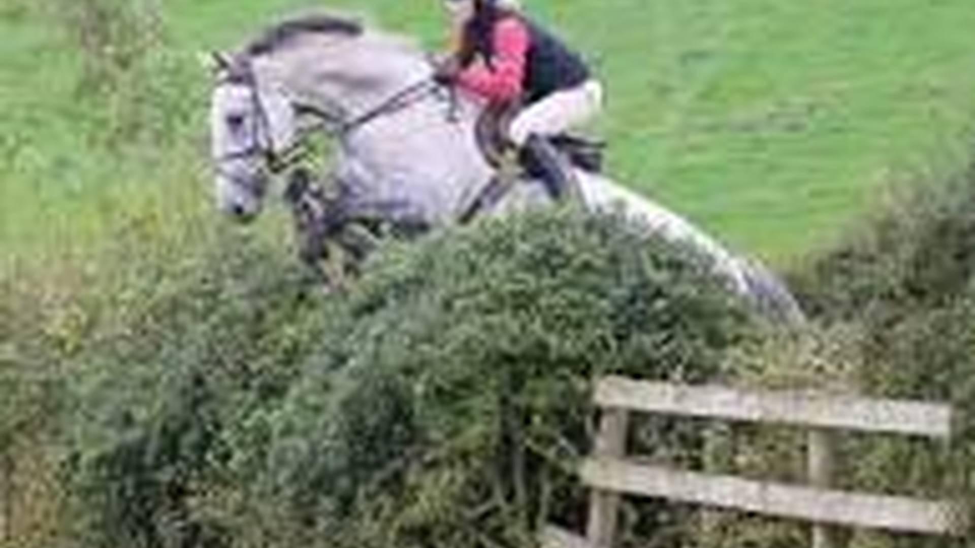 Hedgehop Nether Silton near Thirsk photo