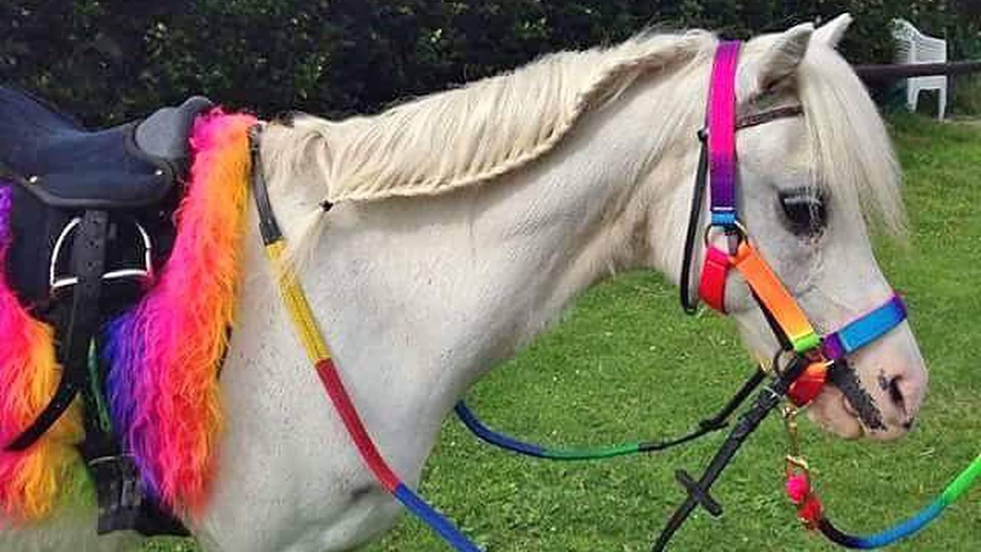 Pams Pony Parties photo