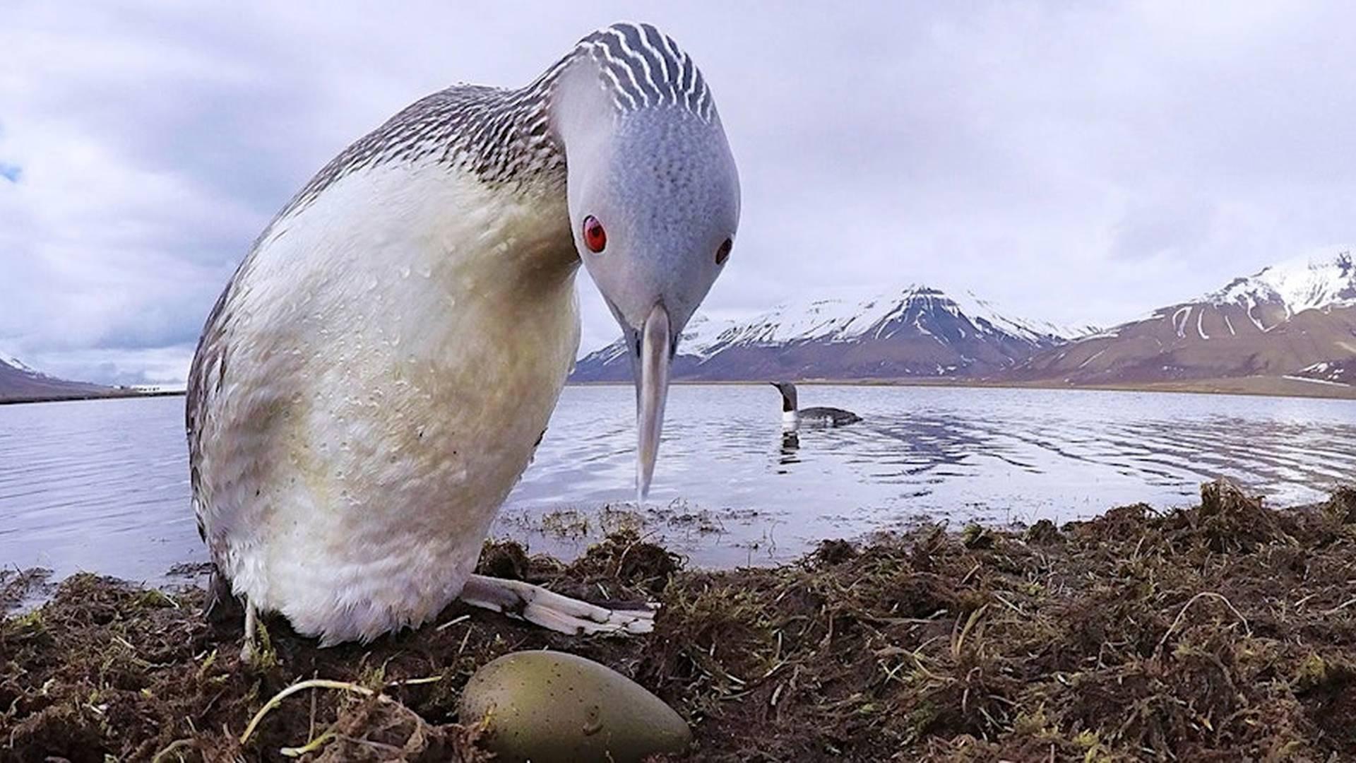 Arctic bird photography talk with Paul Alistair Collins photo