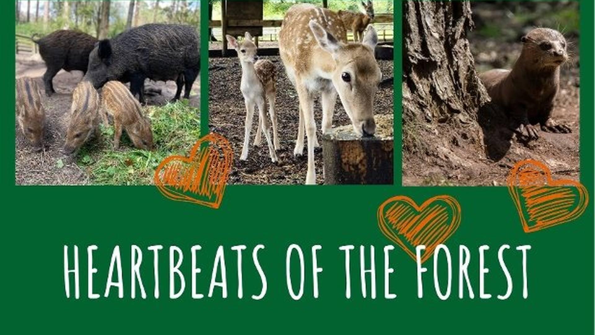 Heartbeats of The Forest photo
