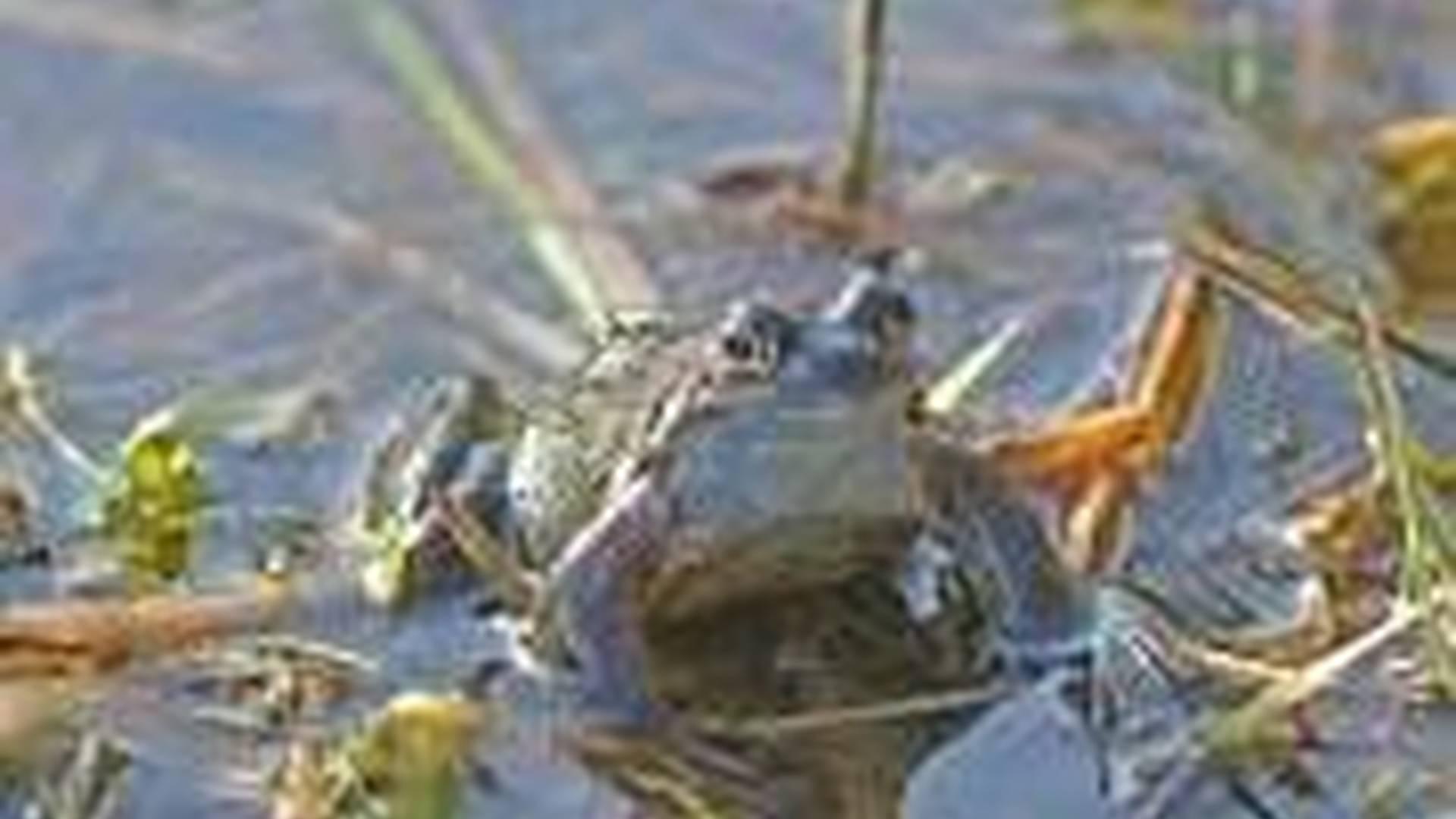 Pond dipping photo