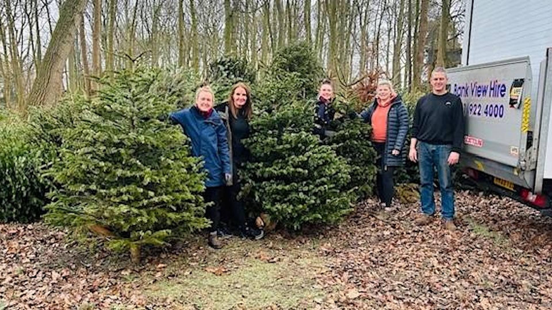 Christmas Tree Collection photo