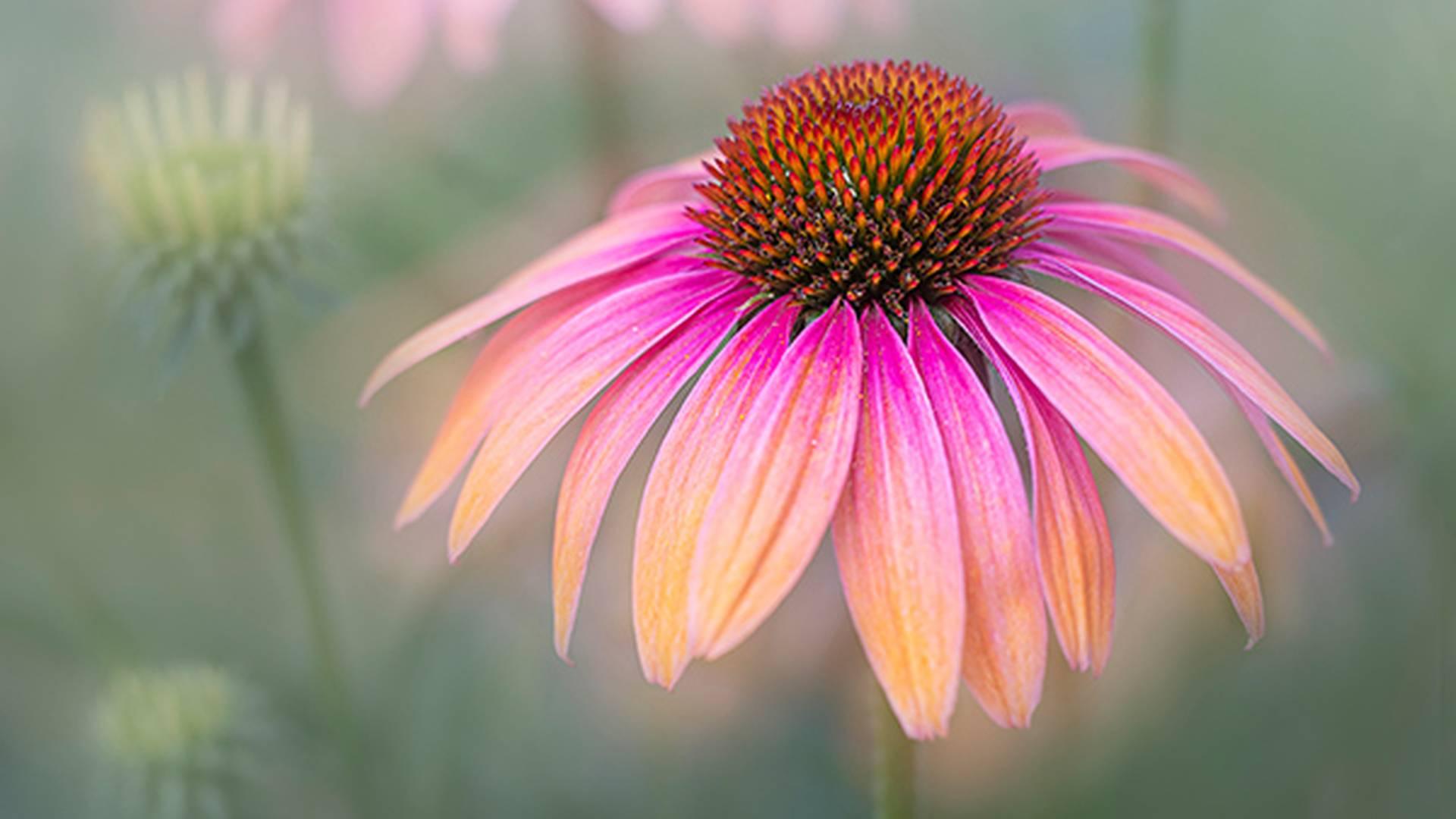 International Garden Photographer Of The Year photo