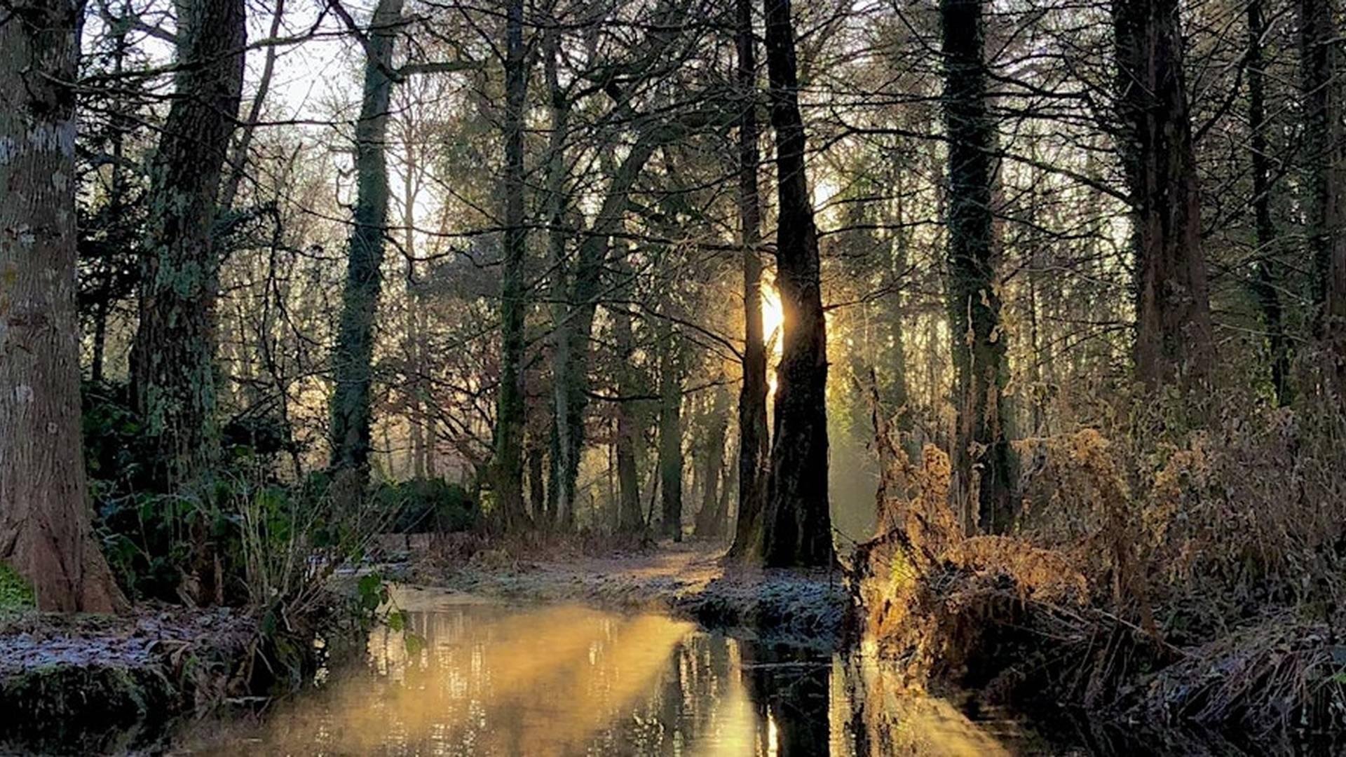 Longstock Park Arboretum Winter Walk photo