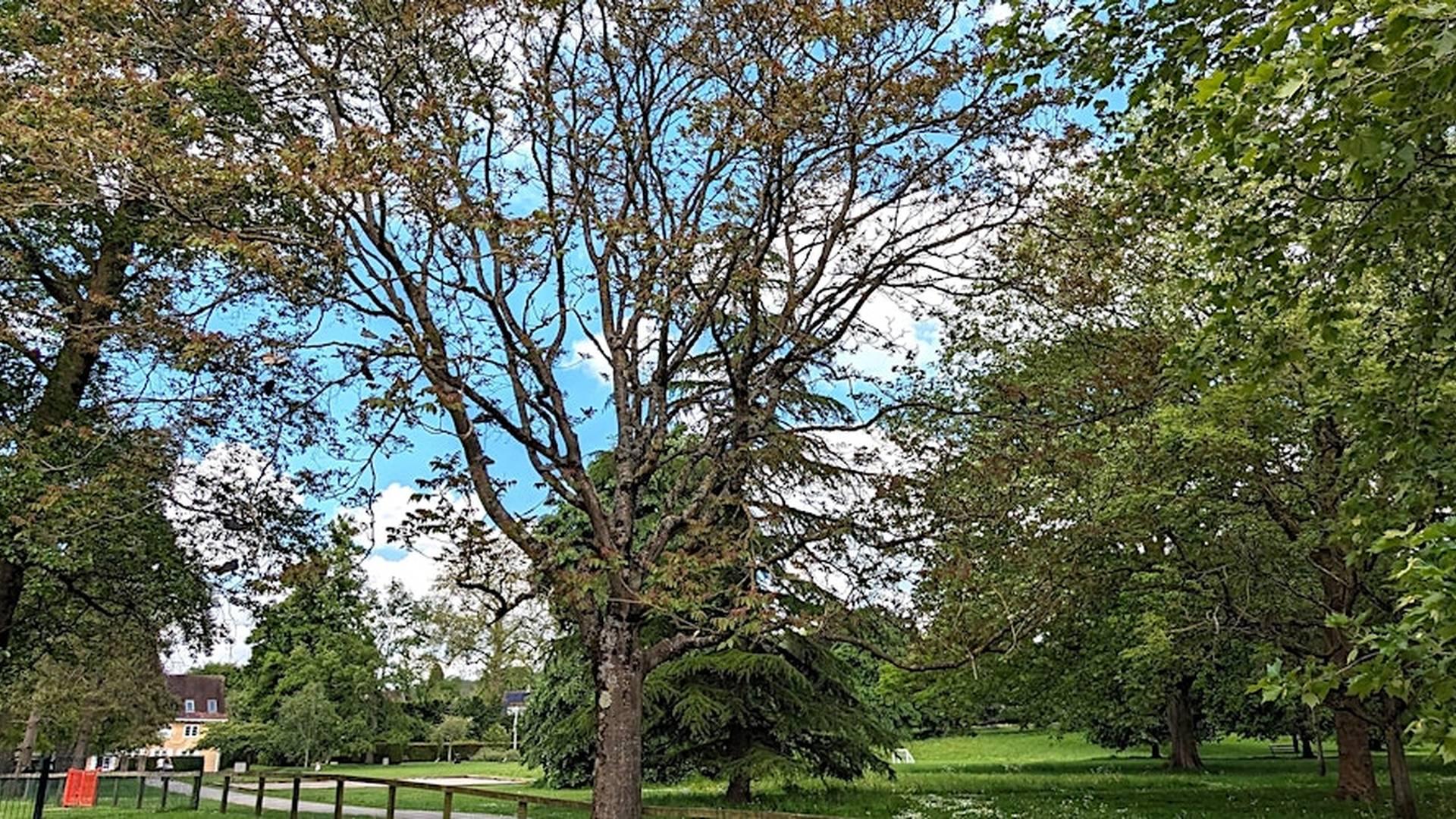 Winter Trees in Alice Park photo