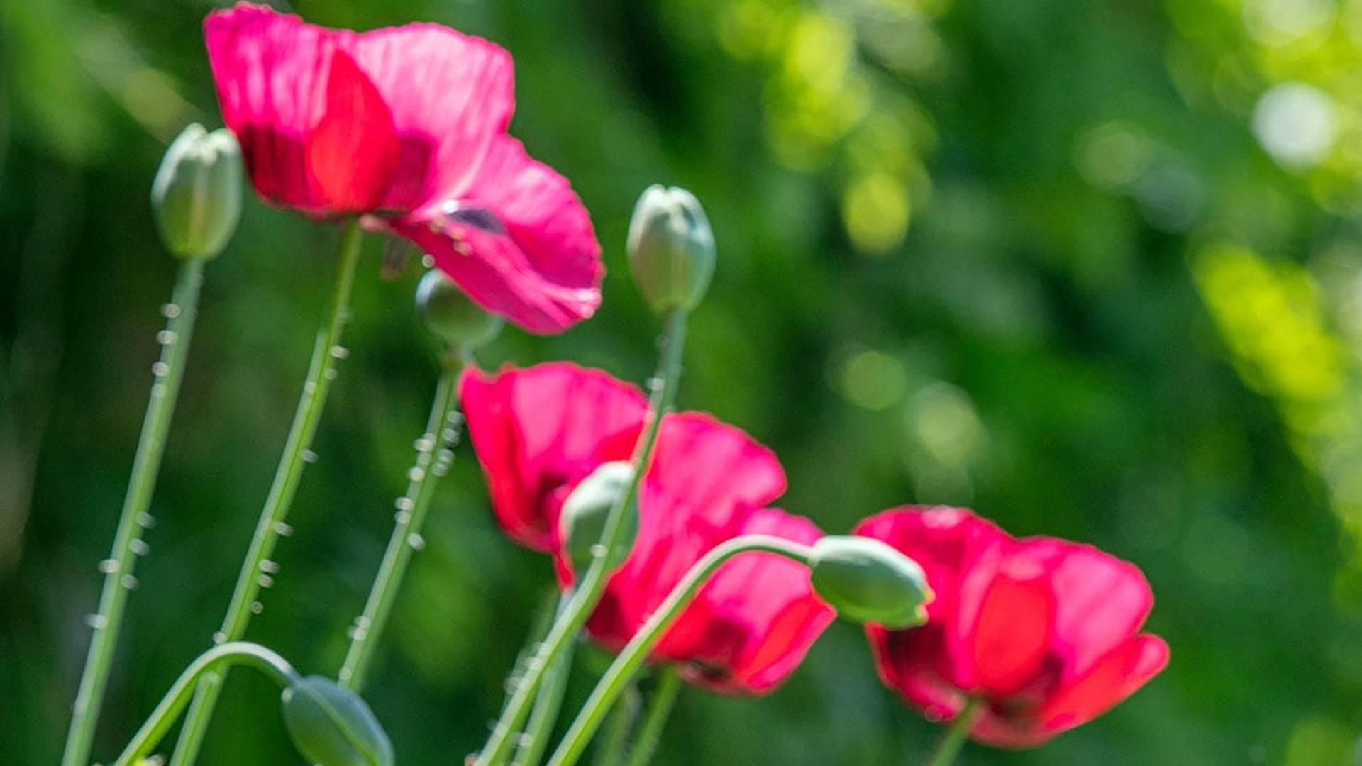Remembrance Concert At Walmer Castle photo