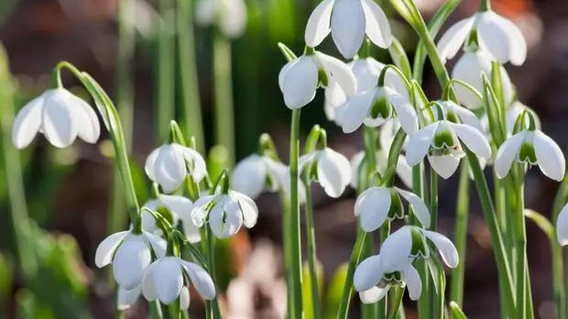 Celebration Of Snowdrops photo