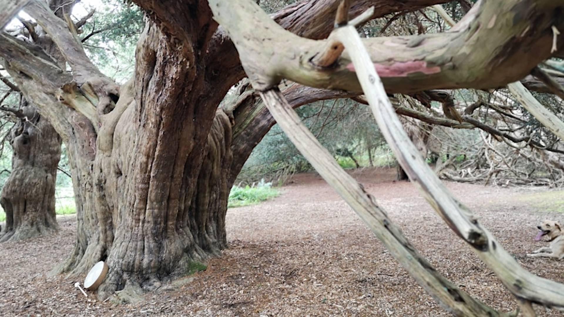 IMMORTAL: The Yew Tree Constellation photo