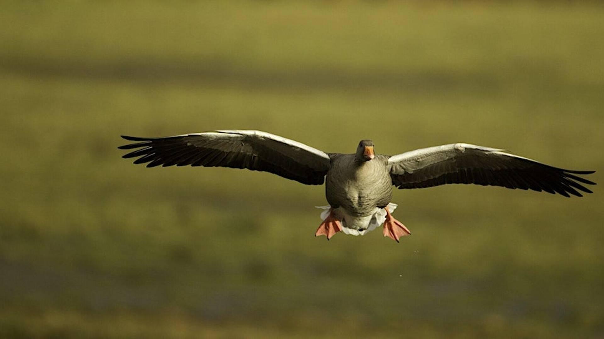 Birds of Bodenham Lake photo