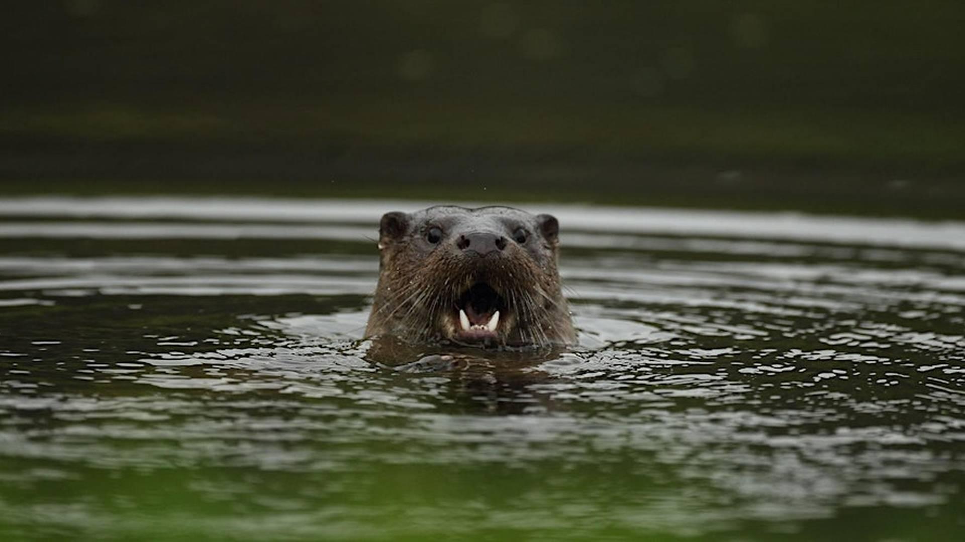 Early Morning Otter Watch at Lyndon Nature Reserve photo