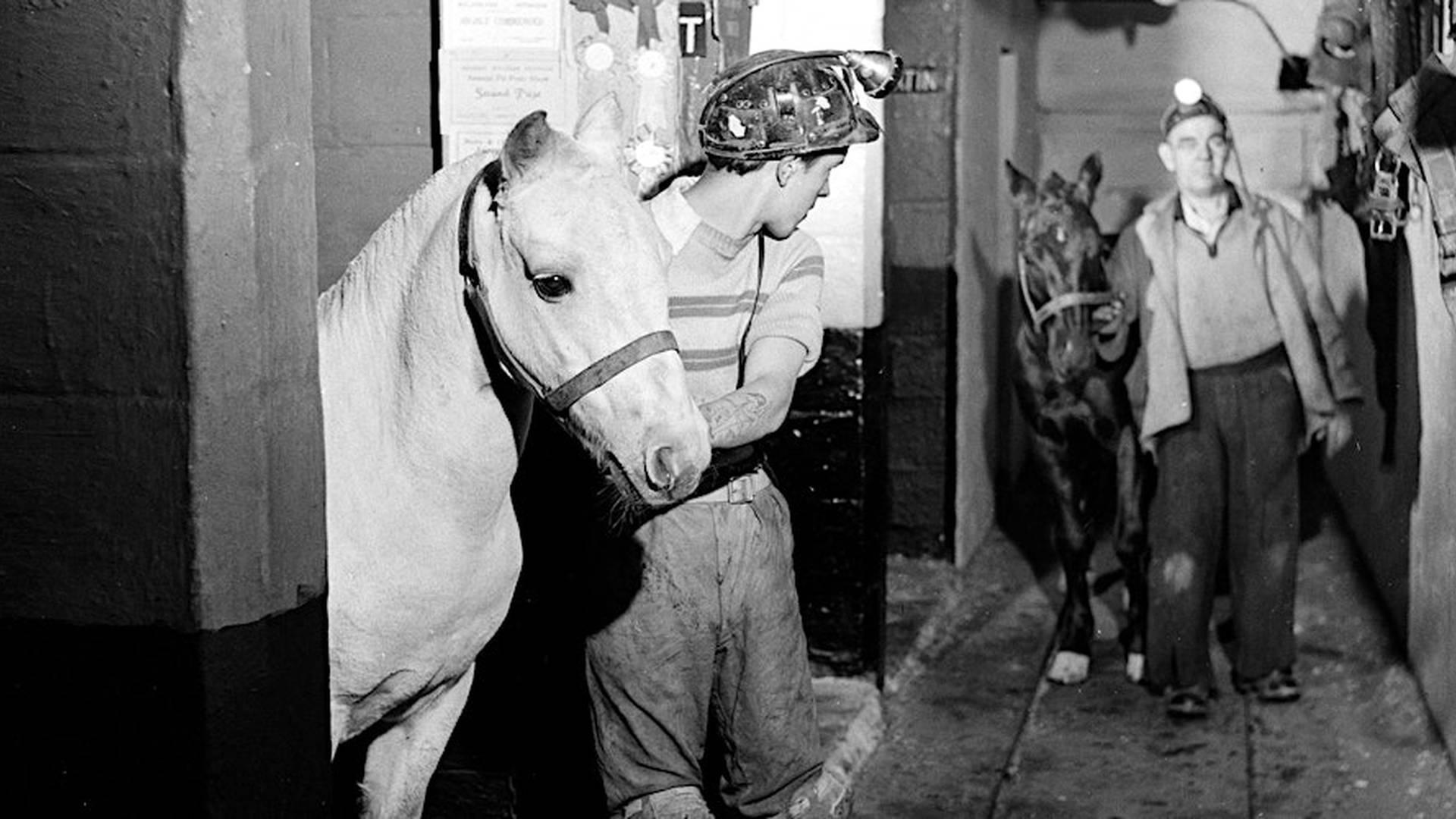 The Nottinghamshire Pit Pony photo